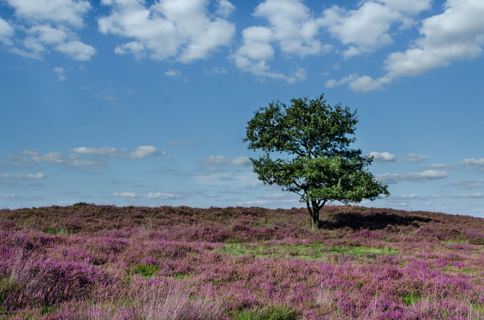 Nikon D7000 sample photo. Clouds, environment, landscpae, lavender photography
