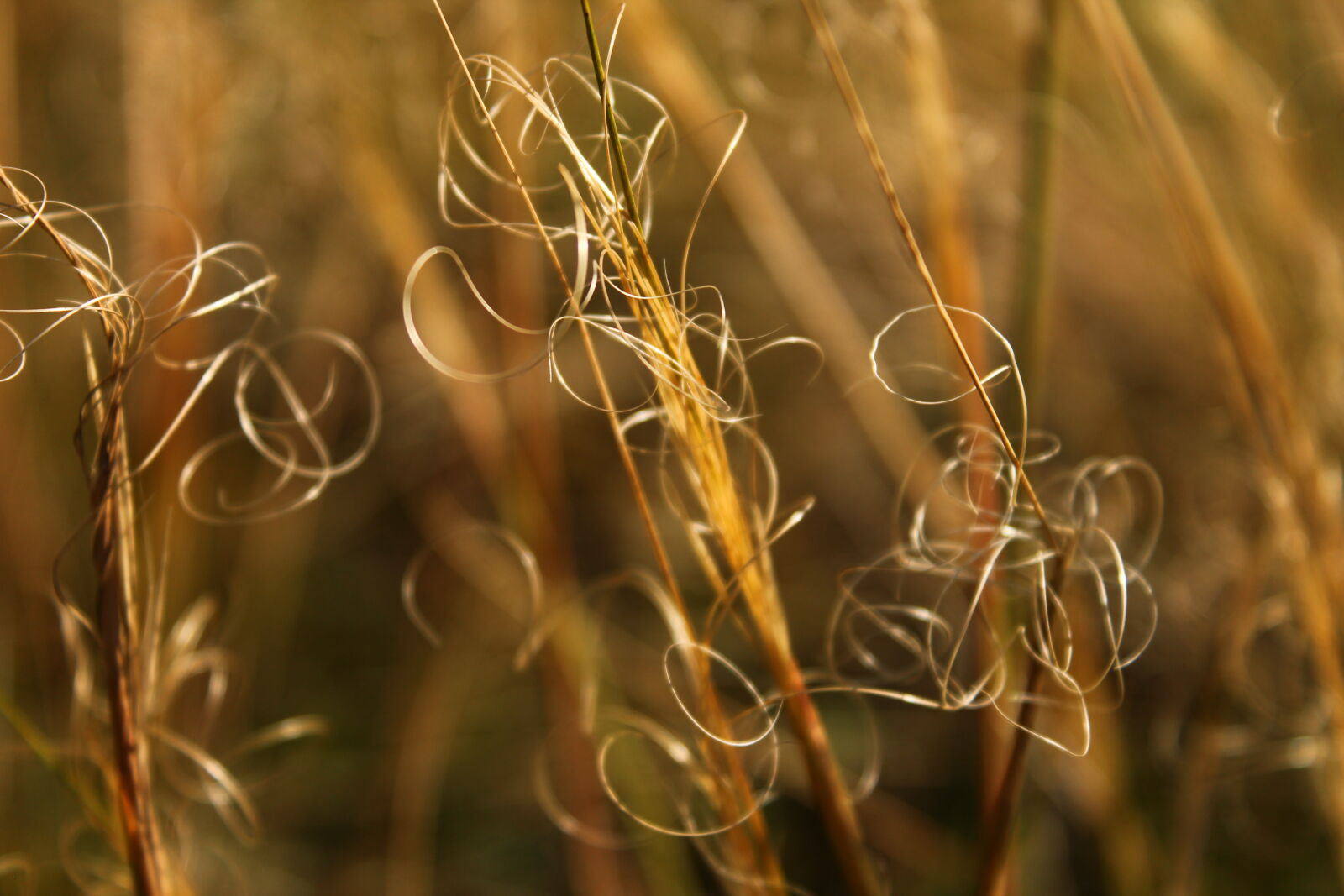 Canon EOS 1100D (EOS Rebel T3 / EOS Kiss X50) sample photo. Dry, grass photography
