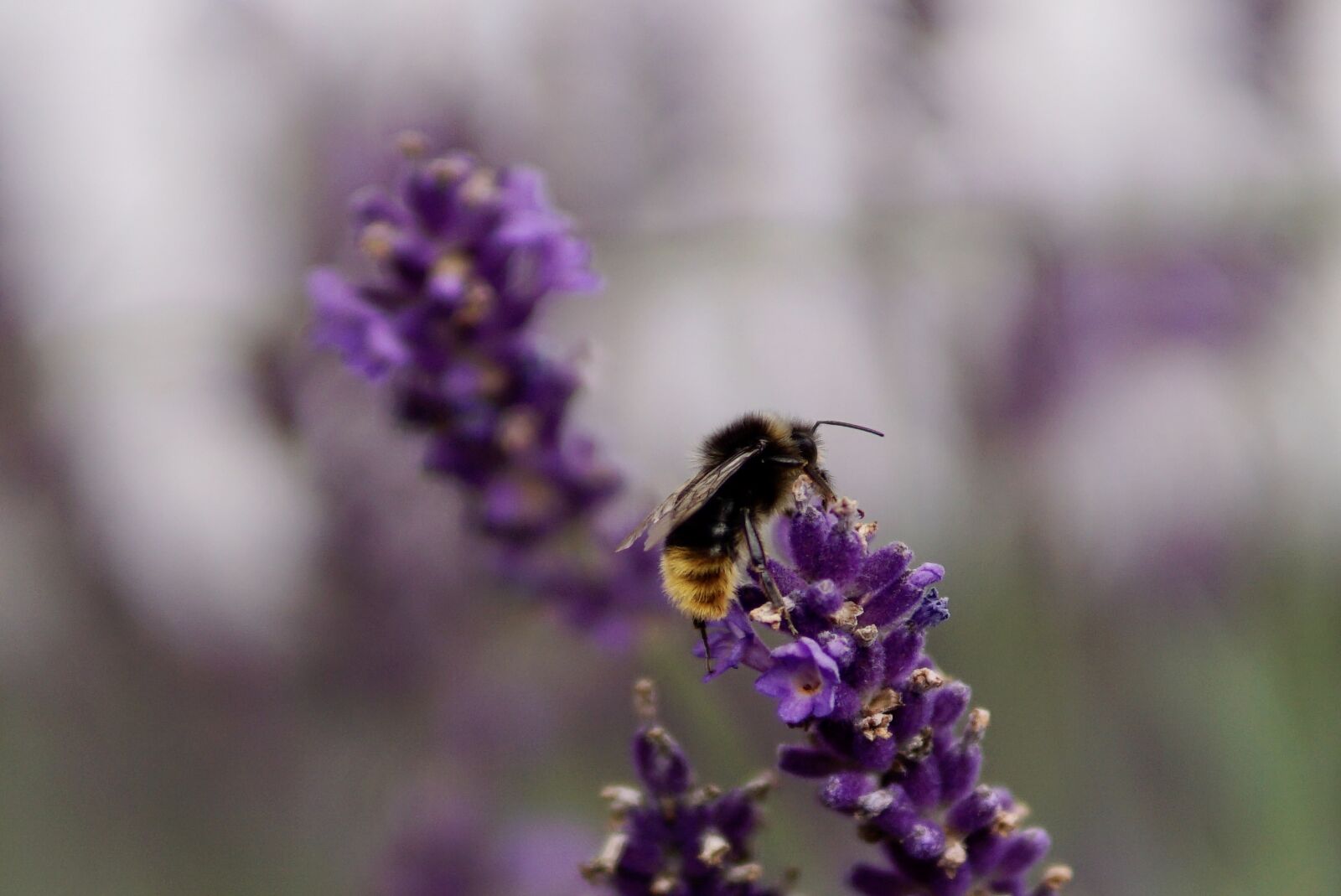 Sony a6000 + 30mm F1.4 DC DN | Contemporary 016 sample photo. Hummel, bee, insect photography