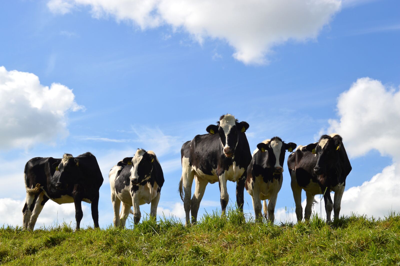 Nikon D3200 sample photo. Grass, farm, meadow photography