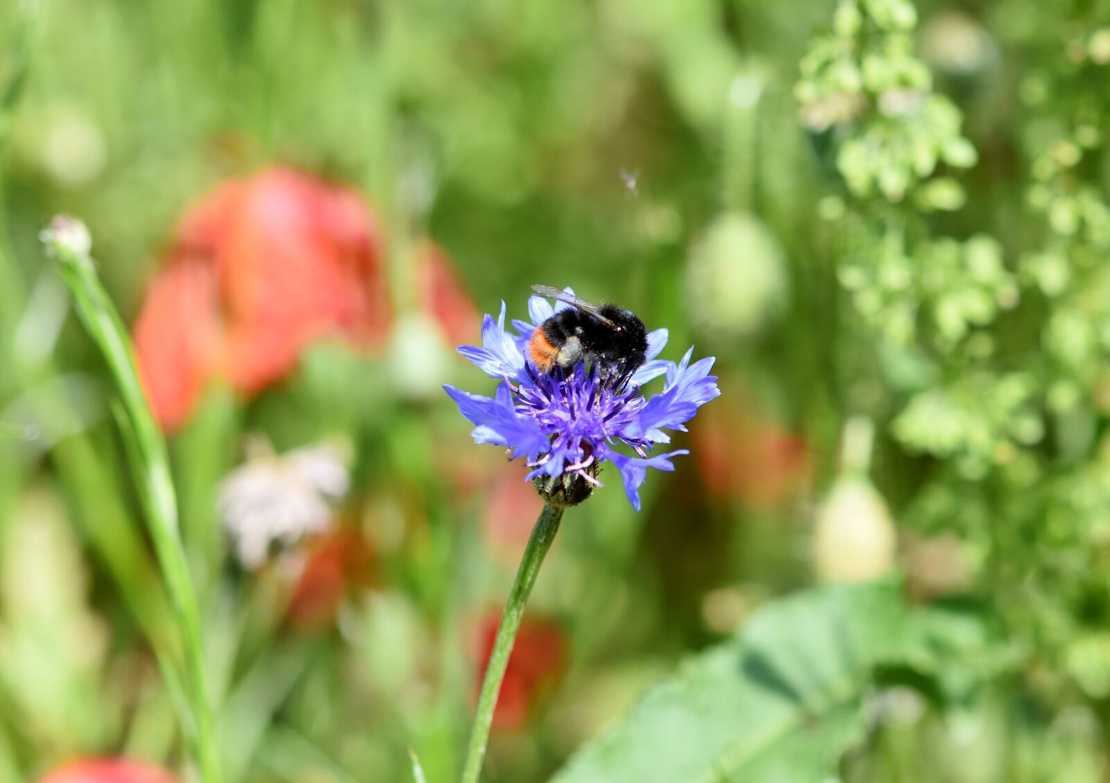 Nikon D7200 sample photo. Alpine cornflower, cornflower, centaurea photography
