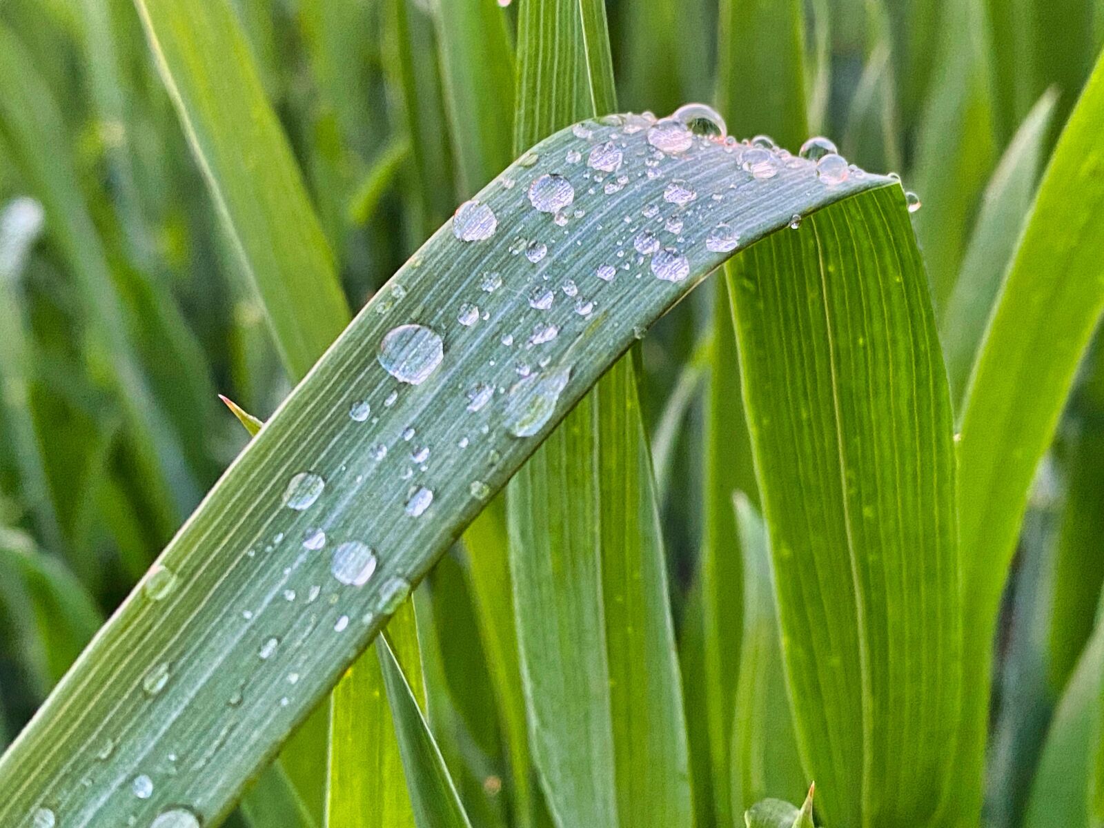 Apple iPhone 11 Pro sample photo. Grass, drop of water photography