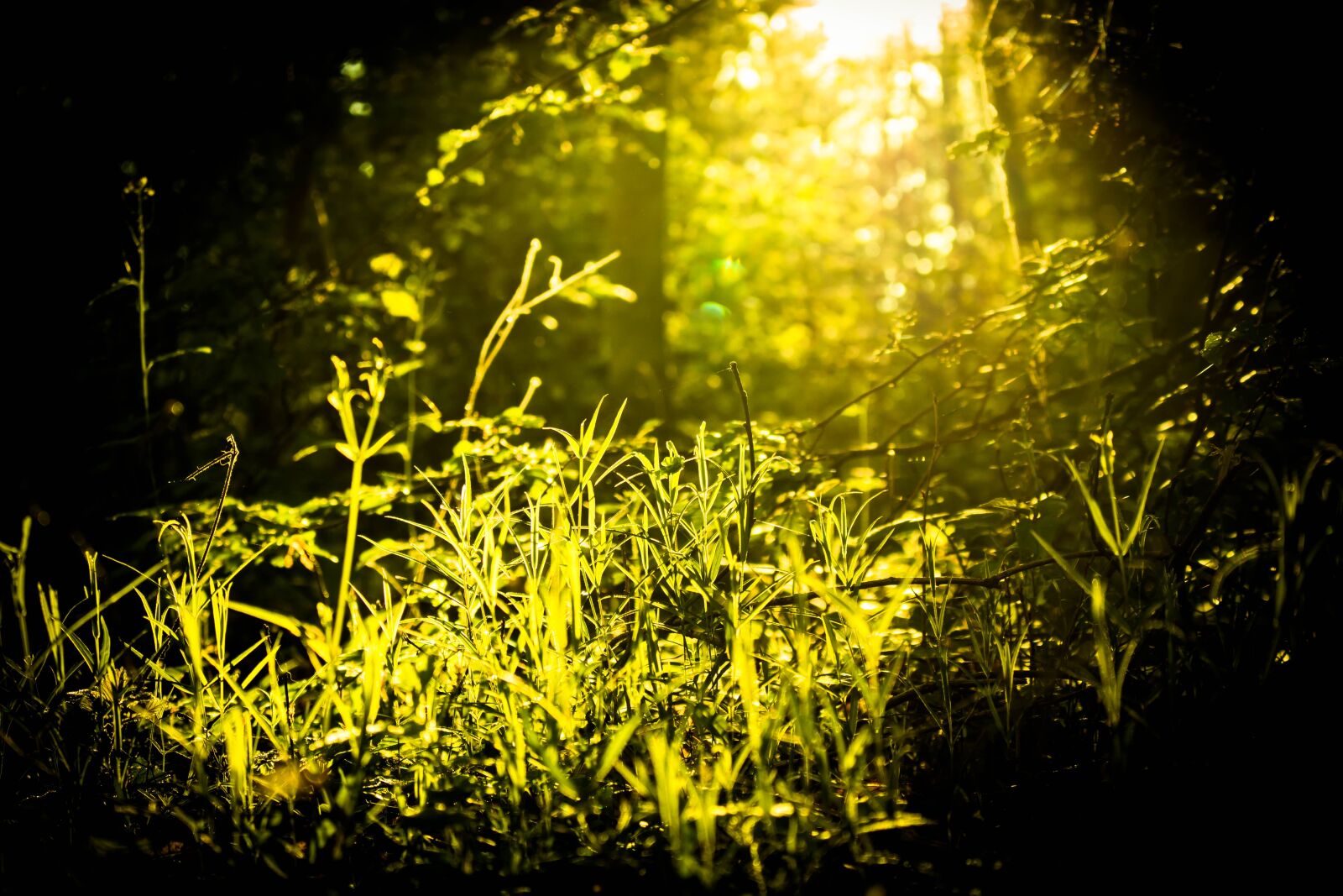 Canon EOS 750D (EOS Rebel T6i / EOS Kiss X8i) sample photo. Forest, mystery, shining photography