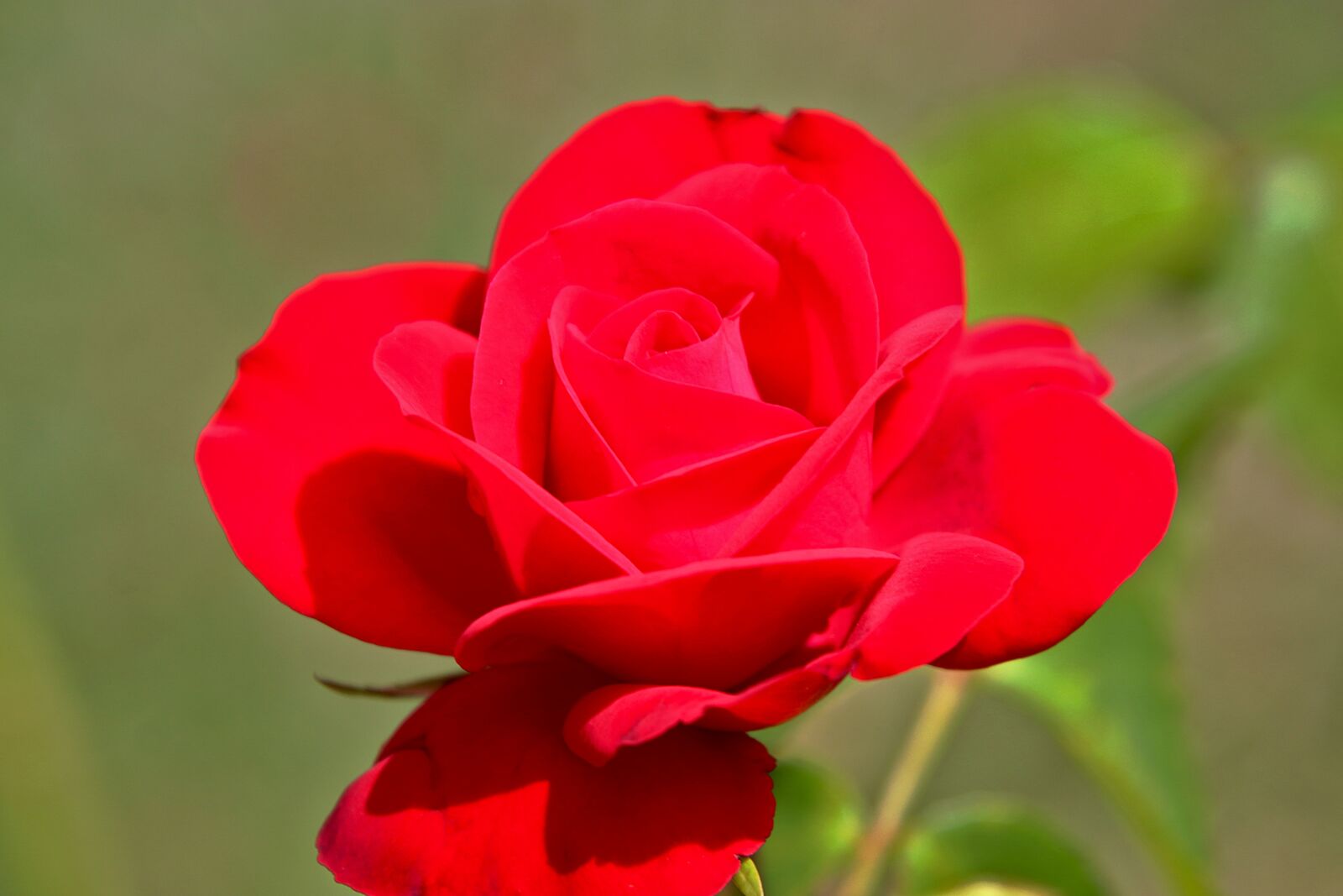 Canon EOS 800D (EOS Rebel T7i / EOS Kiss X9i) sample photo. Pink, roses, flowering shrubs photography