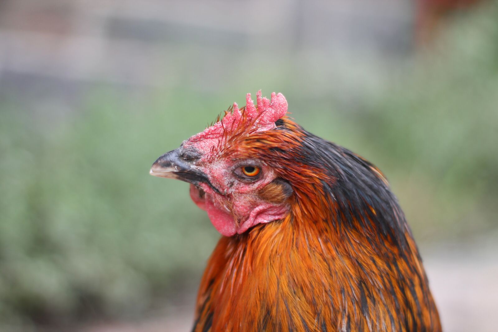 Canon EOS 1100D (EOS Rebel T3 / EOS Kiss X50) sample photo. Chicken, hahn, bird photography