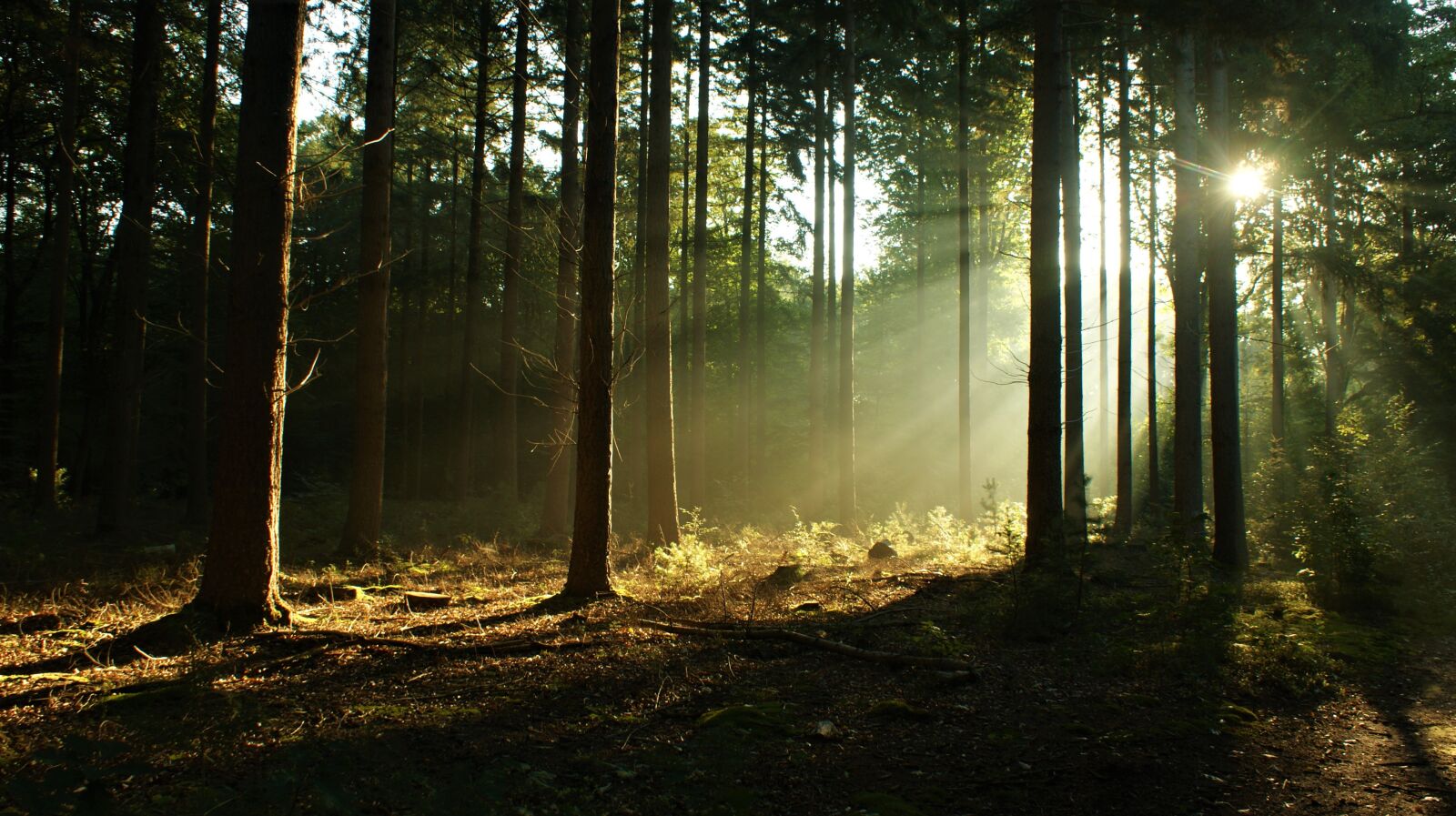 Sony Alpha DSLR-A350 sample photo. Forest, trees, woods photography