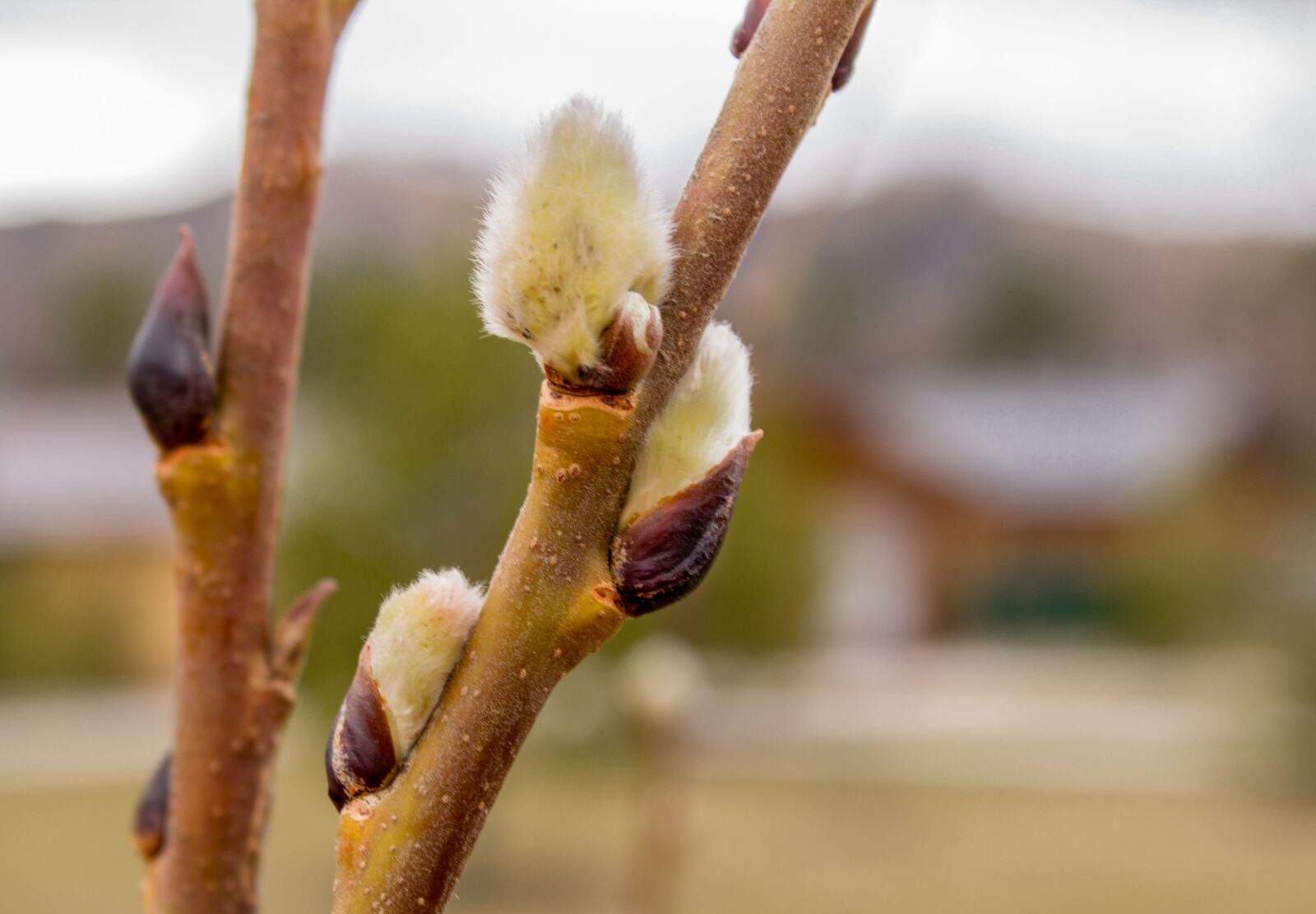 Canon EOS 1200D (EOS Rebel T5 / EOS Kiss X70 / EOS Hi) sample photo. Spring, verba, nature photography