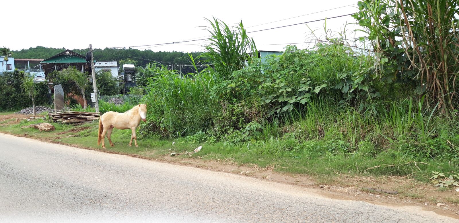 Samsung Galaxy A6 sample photo. Horses, landscape, street photography