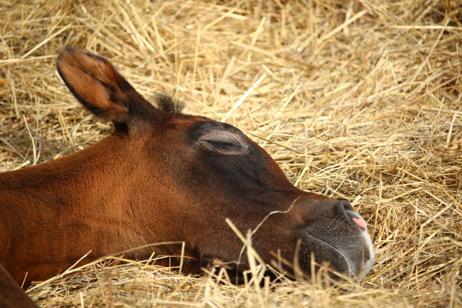 Canon EOS 100D (EOS Rebel SL1 / EOS Kiss X7) sample photo. Horse, foal, suckling photography