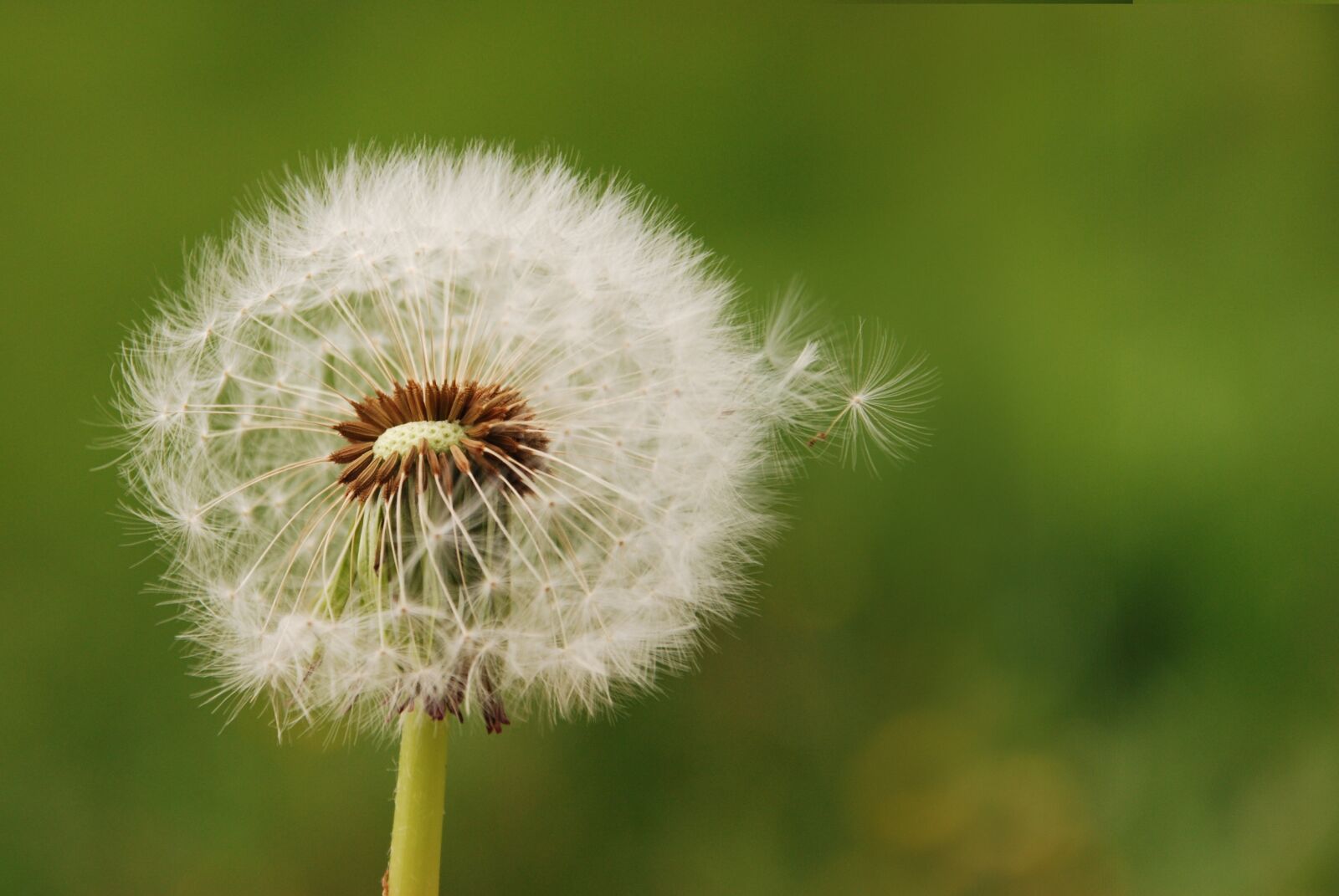 Nikon D80 sample photo. Dandelion, flower, meadow photography