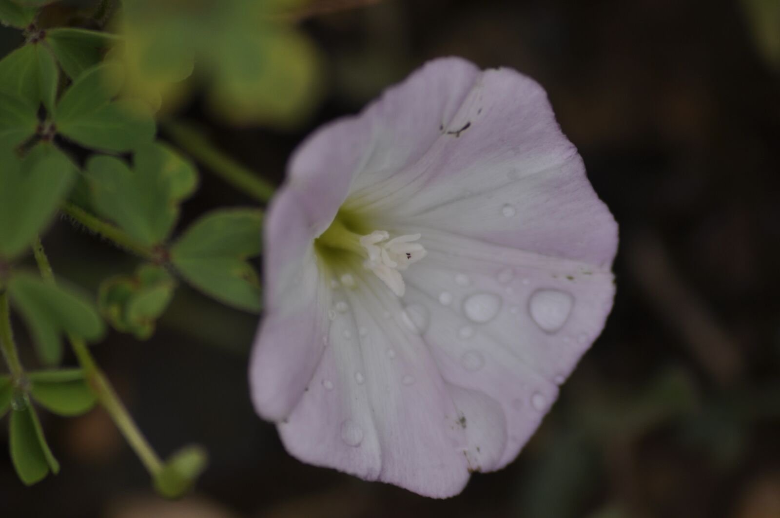 Nikon D90 sample photo. Morning glory, flower, white photography