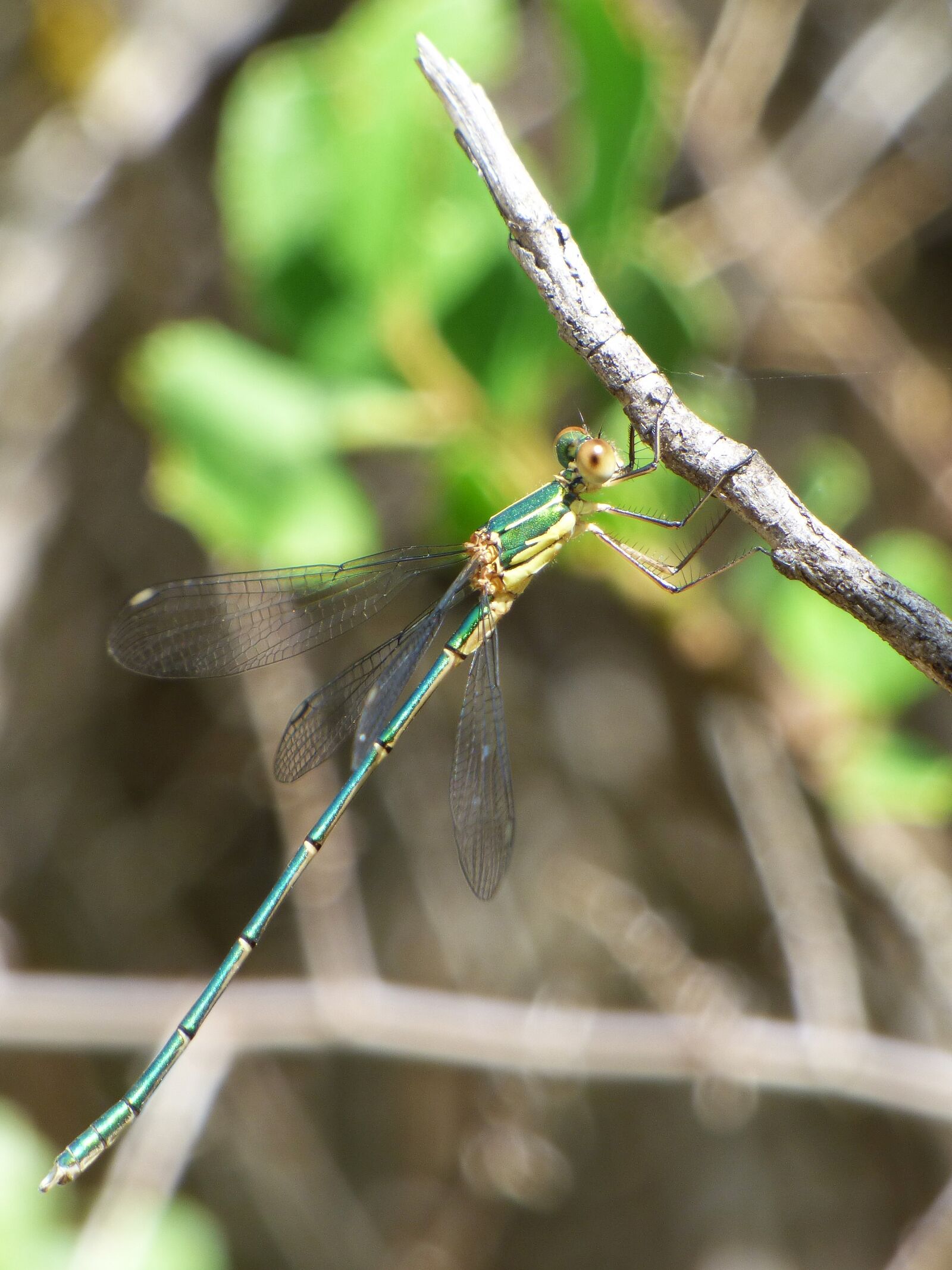 Panasonic Lumix DMC-FZ70 sample photo. Dragonfly, damselfly, green dragonfly photography