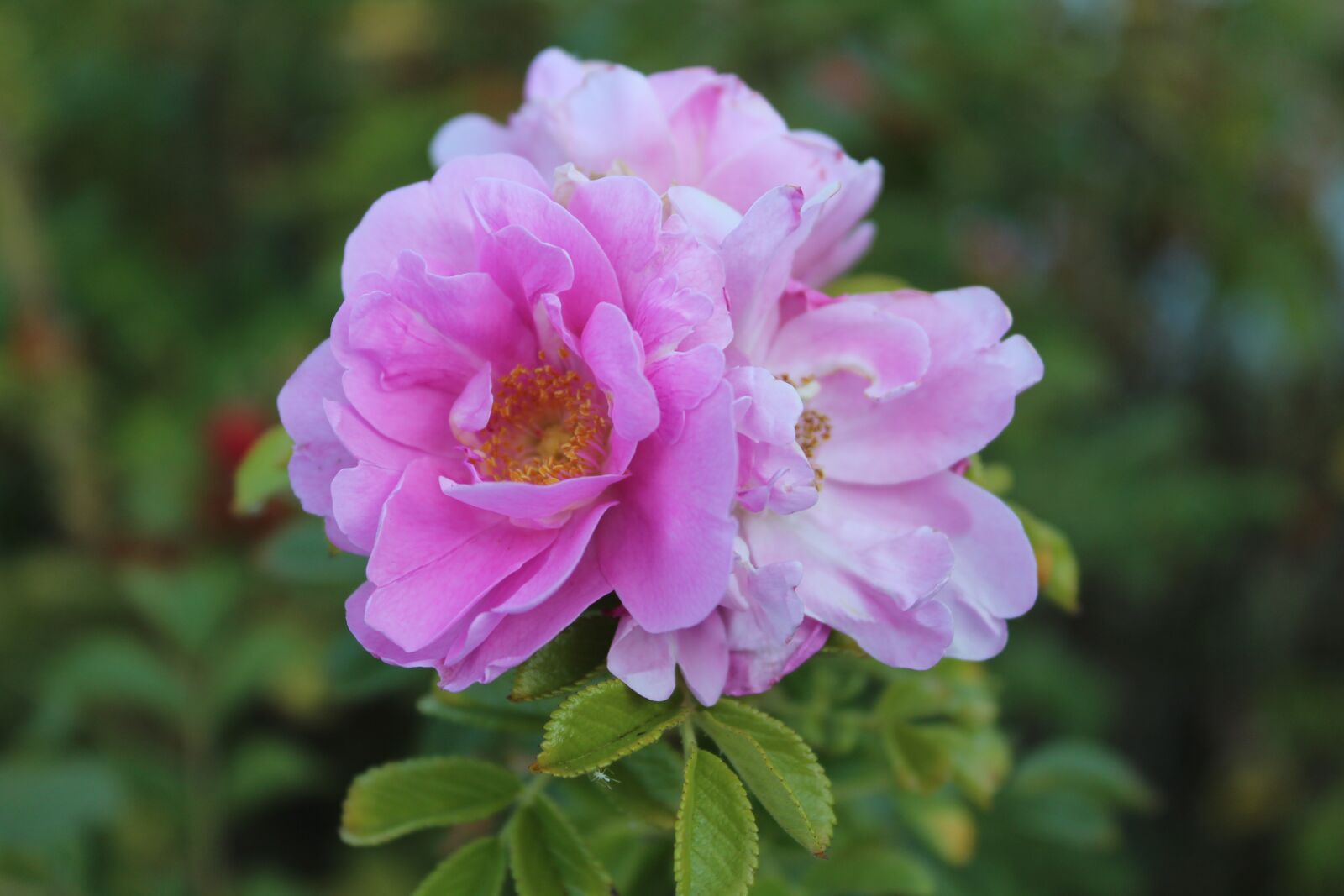 Canon EOS 1300D (EOS Rebel T6 / EOS Kiss X80) sample photo. Tea rose, rose, macro photography