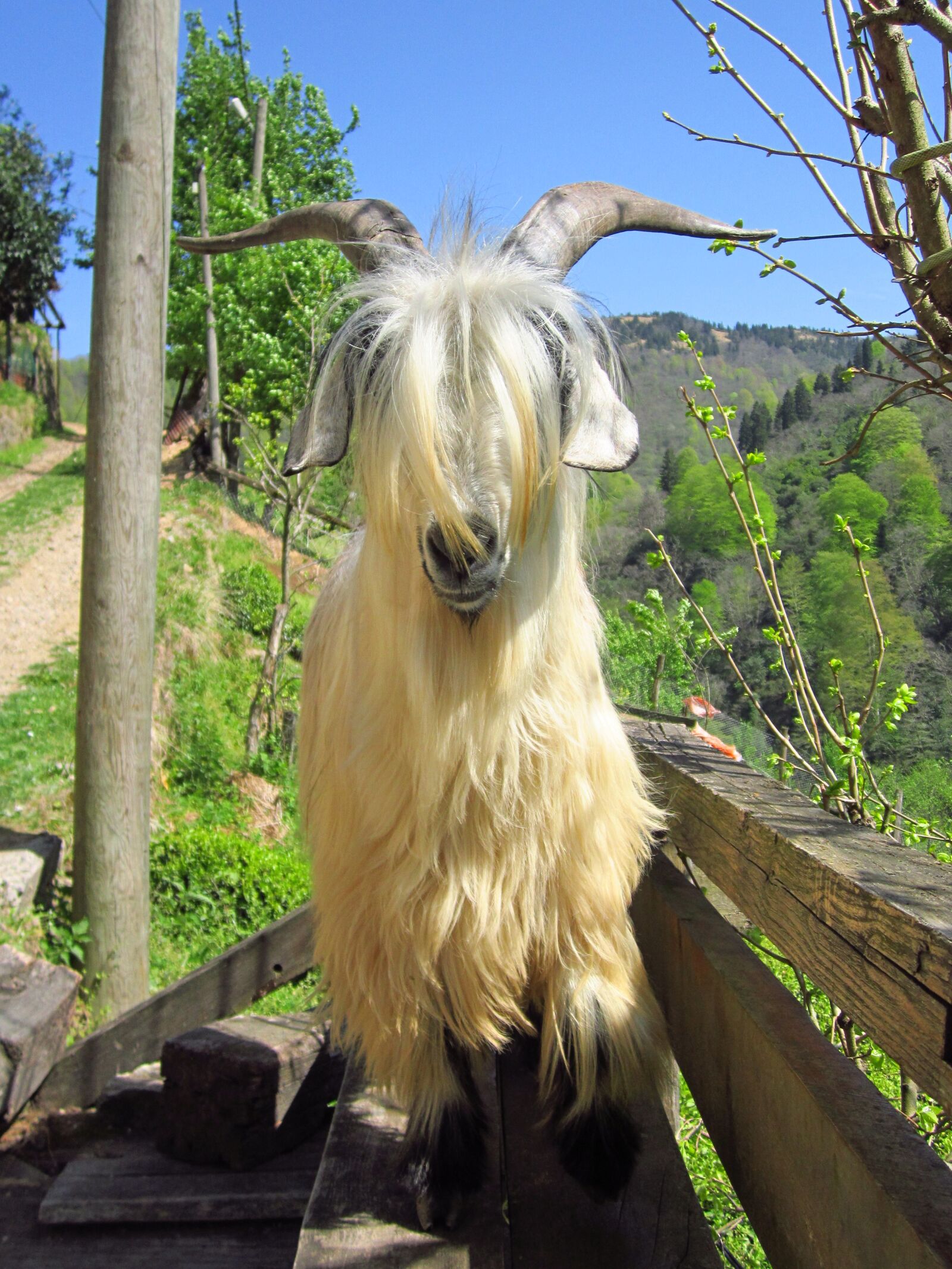 Canon PowerShot A2200 sample photo. Goat, rize, kaçkar photography