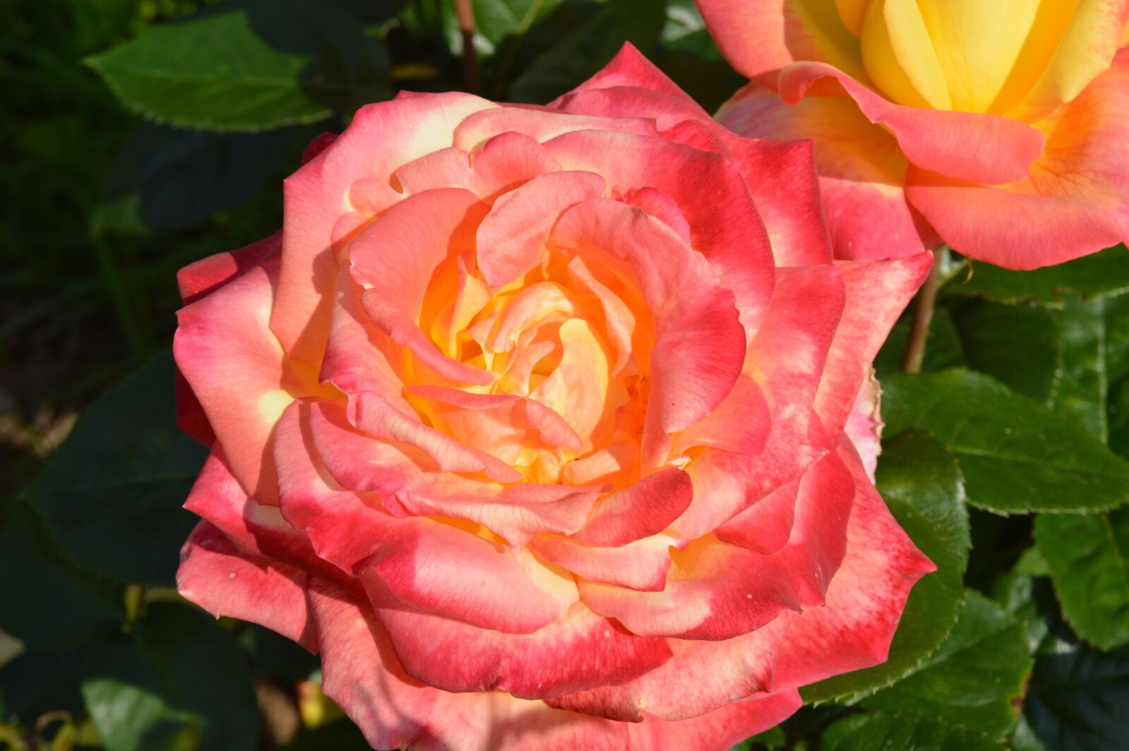 Nikon D3200 sample photo. Flower, rose, nature photography