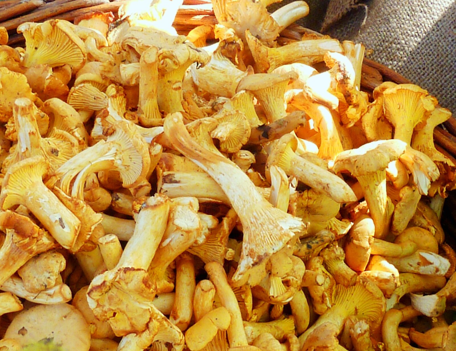 Panasonic DMC-TZ7 sample photo. Chanterelles, mushrooms, market photography
