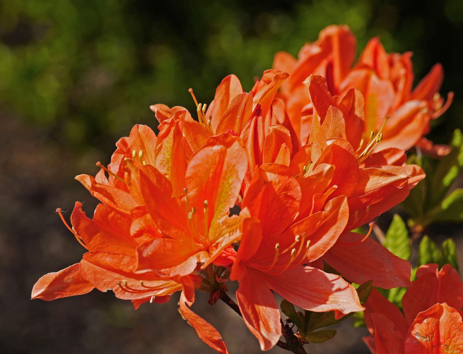 Panasonic Lumix DMC-GH3 sample photo. Azalea, flowers, orange photography