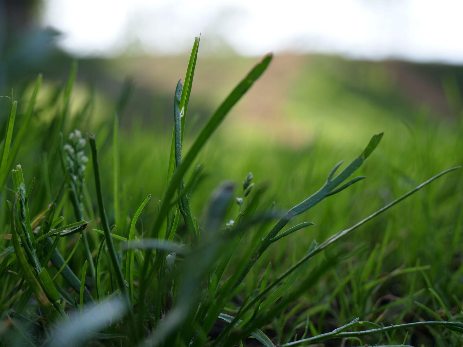 Panasonic Lumix DC-GH5 sample photo. Lawn, grass, green photography