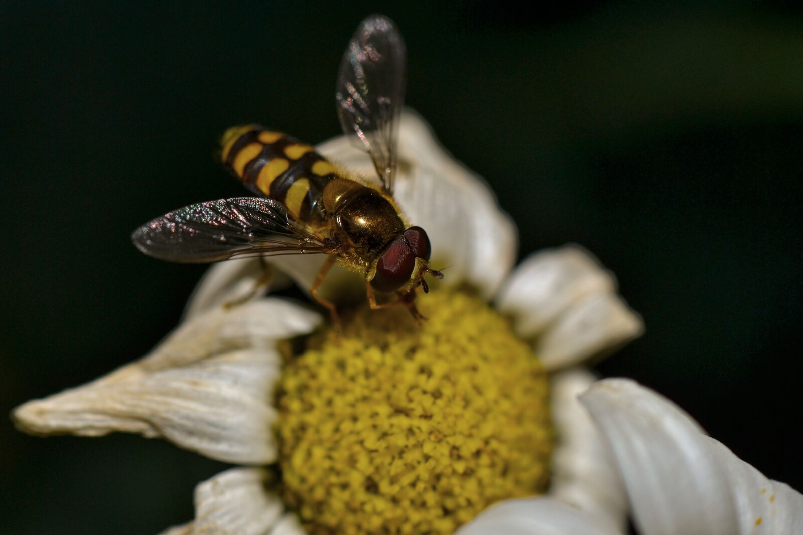 Nikon D3100 sample photo. Hover fly, wing, nature photography