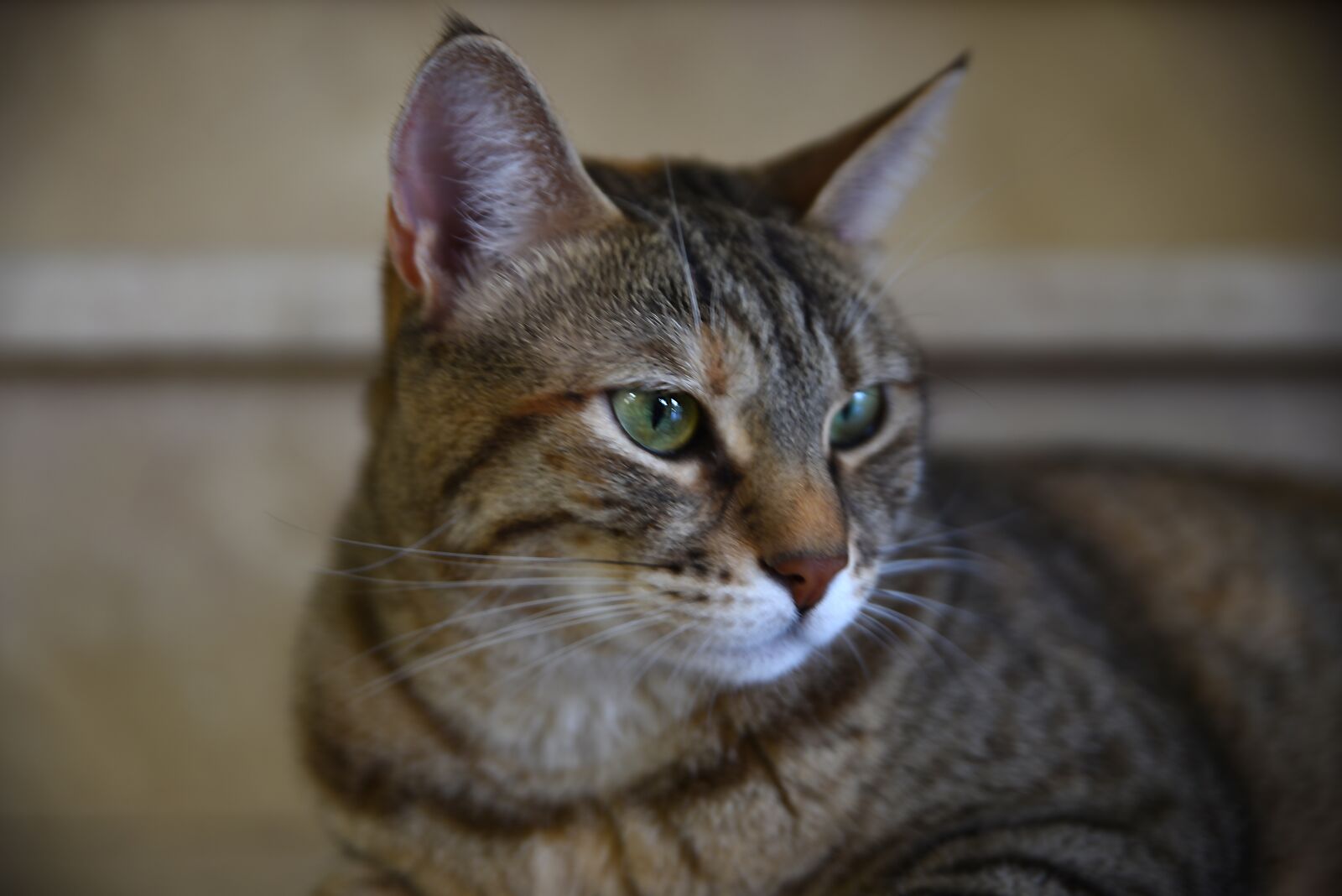 Nikon D750 sample photo. Cat, feline, kitty photography