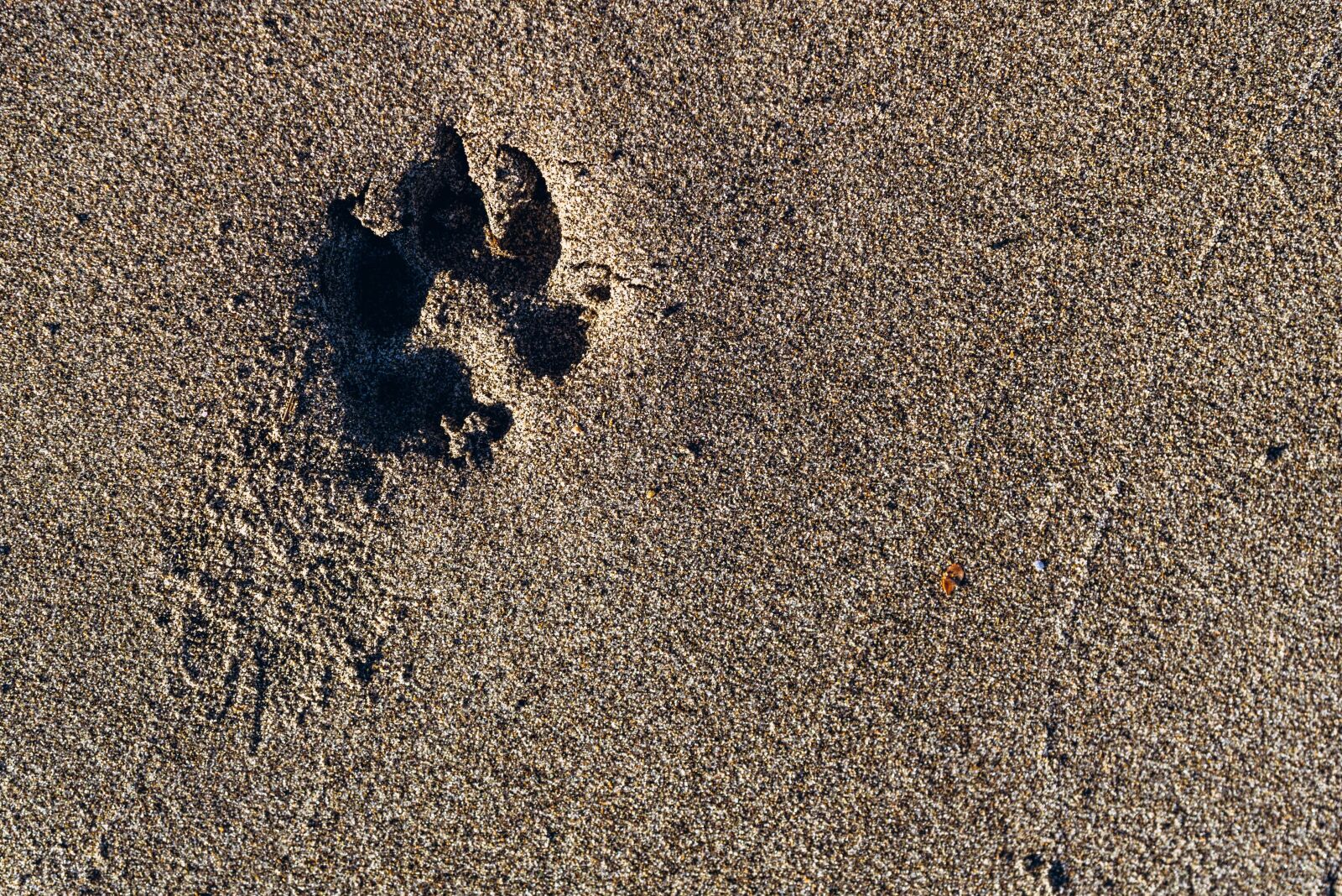 Nikon D750 sample photo. Paw, print, paw print photography