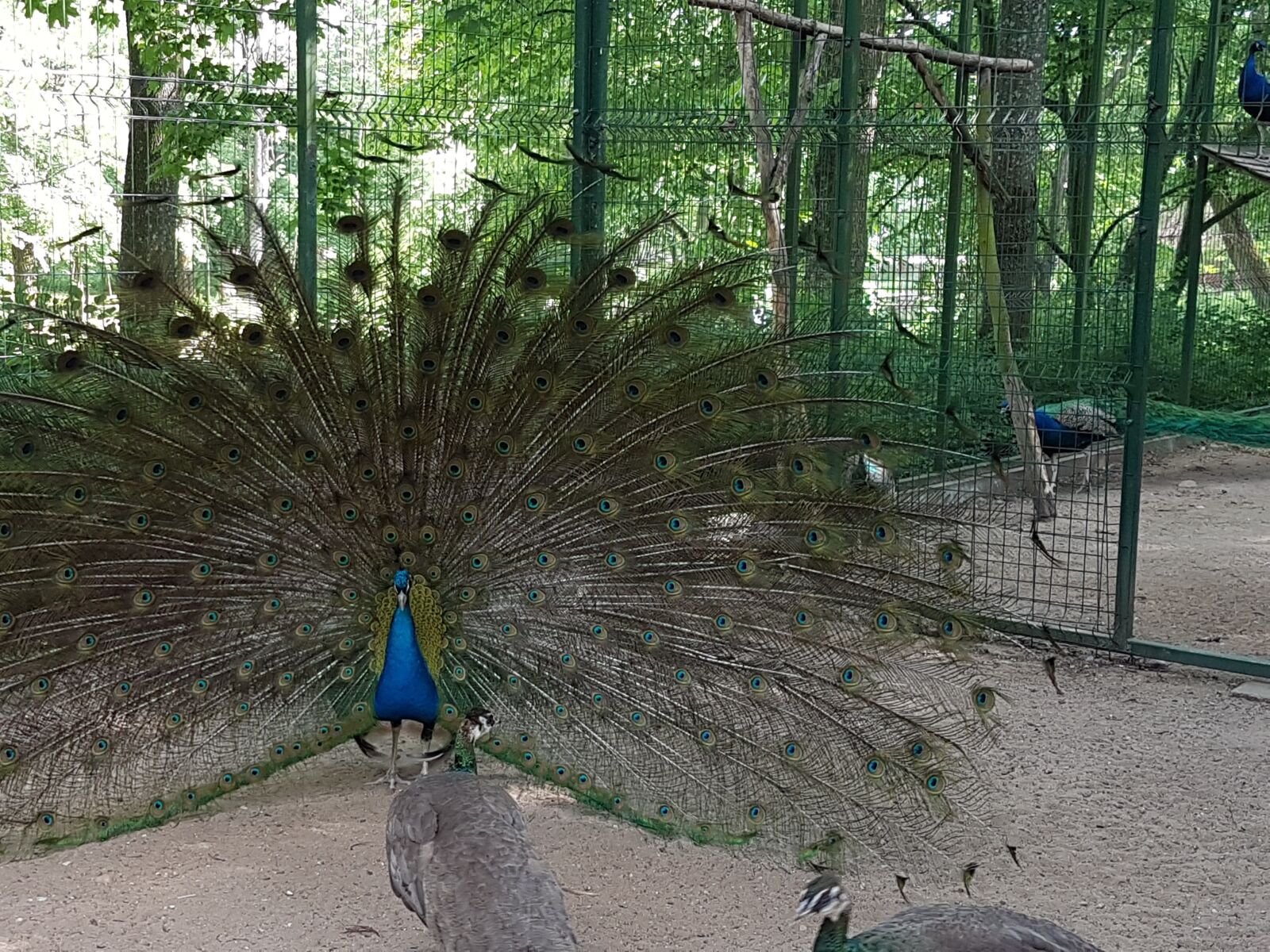 Samsung SM-G930F sample photo. Peacock, birds, pen photography