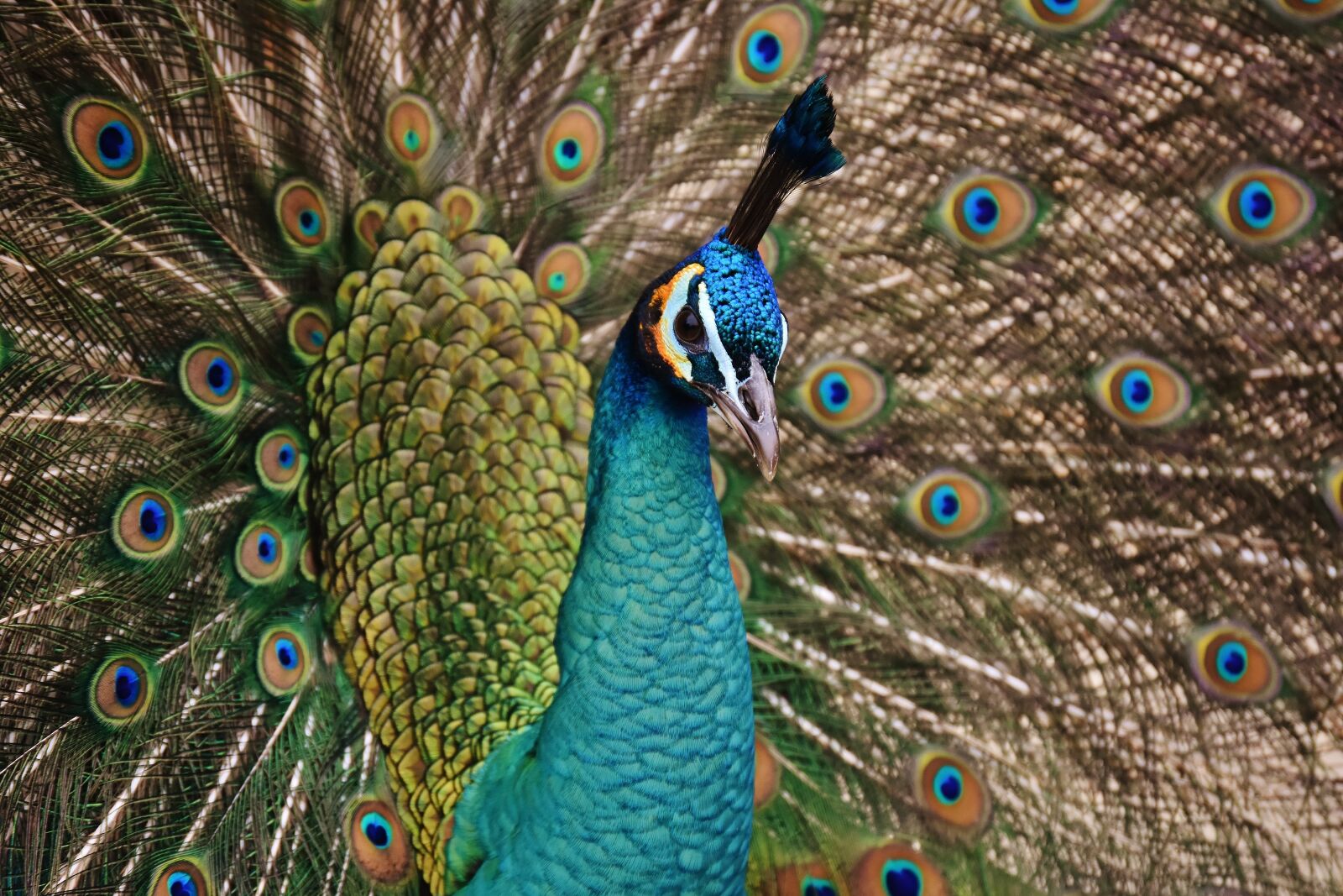 Nikon D7200 sample photo. Peacock, bird, colorful photography