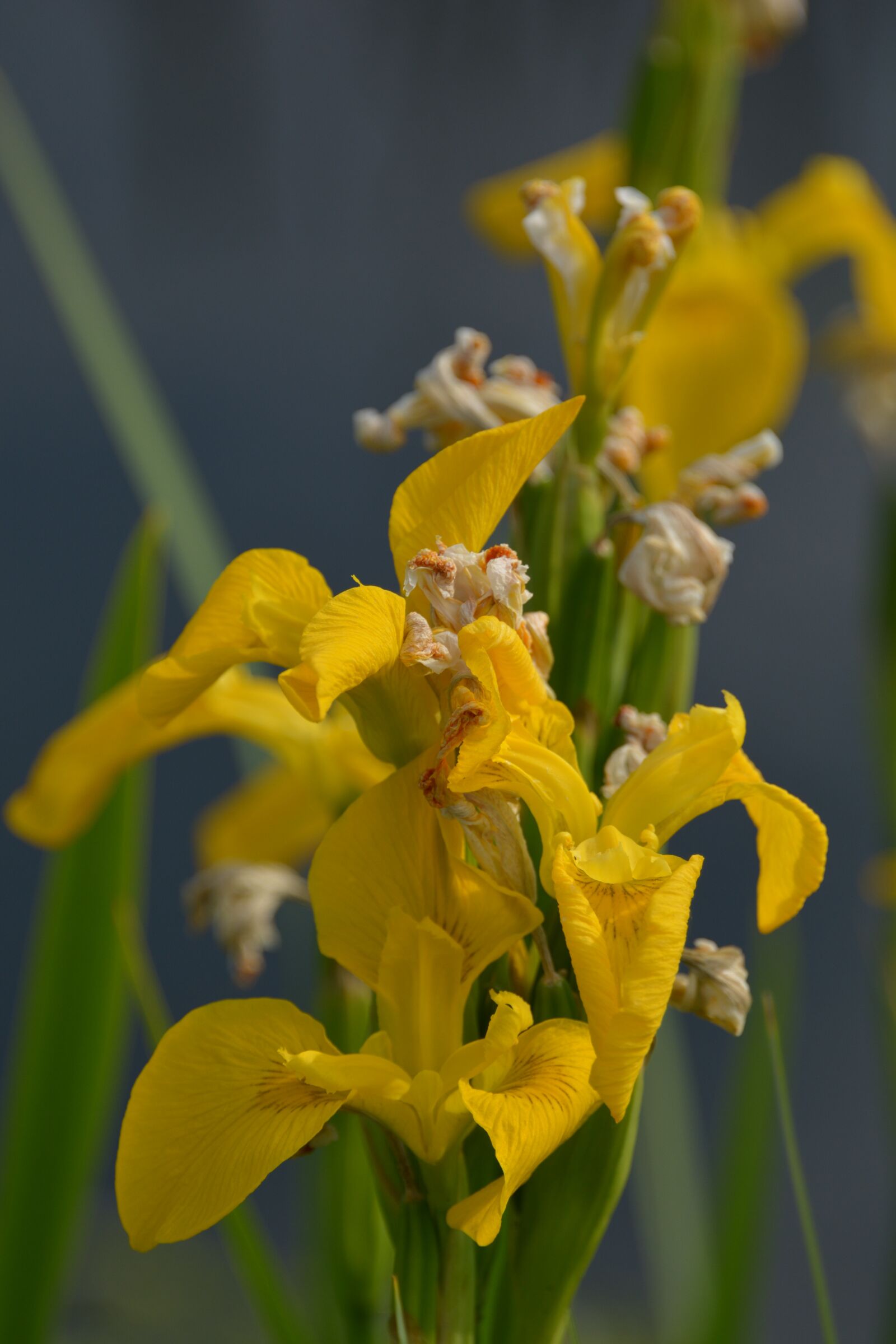 Nikon D5200 sample photo. Flower, yellow, spring photography