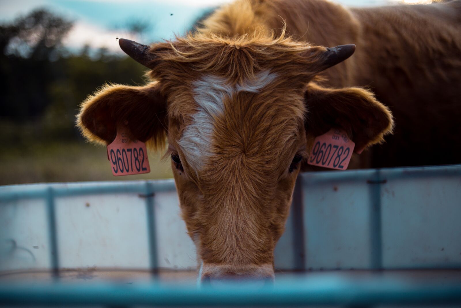 Canon EF 50mm F1.8 II sample photo. Animal, economic, sheep photography