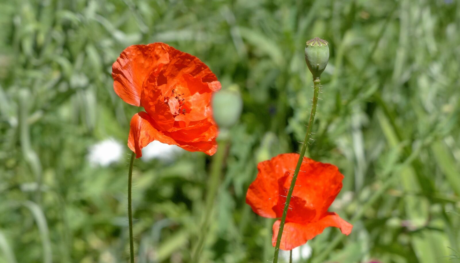 Panasonic Lumix DMC-FZ200 sample photo. Maki, mack, flowers of photography