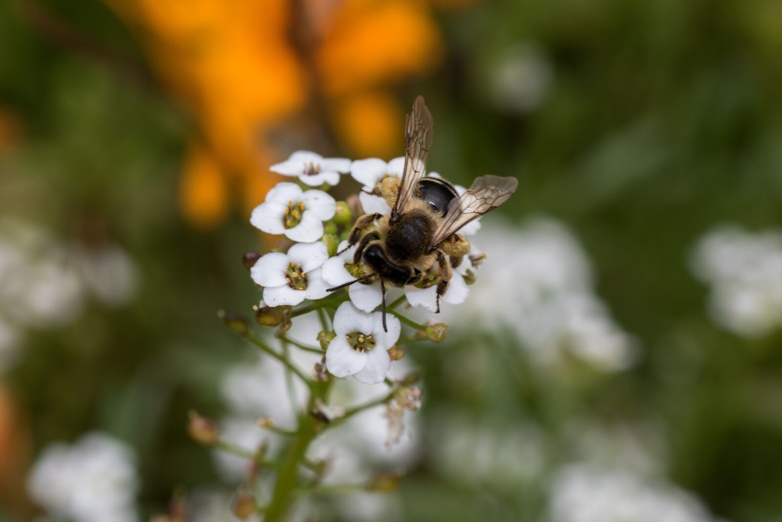 Canon EOS 7D Mark II sample photo. Bee, blossom, bloom photography