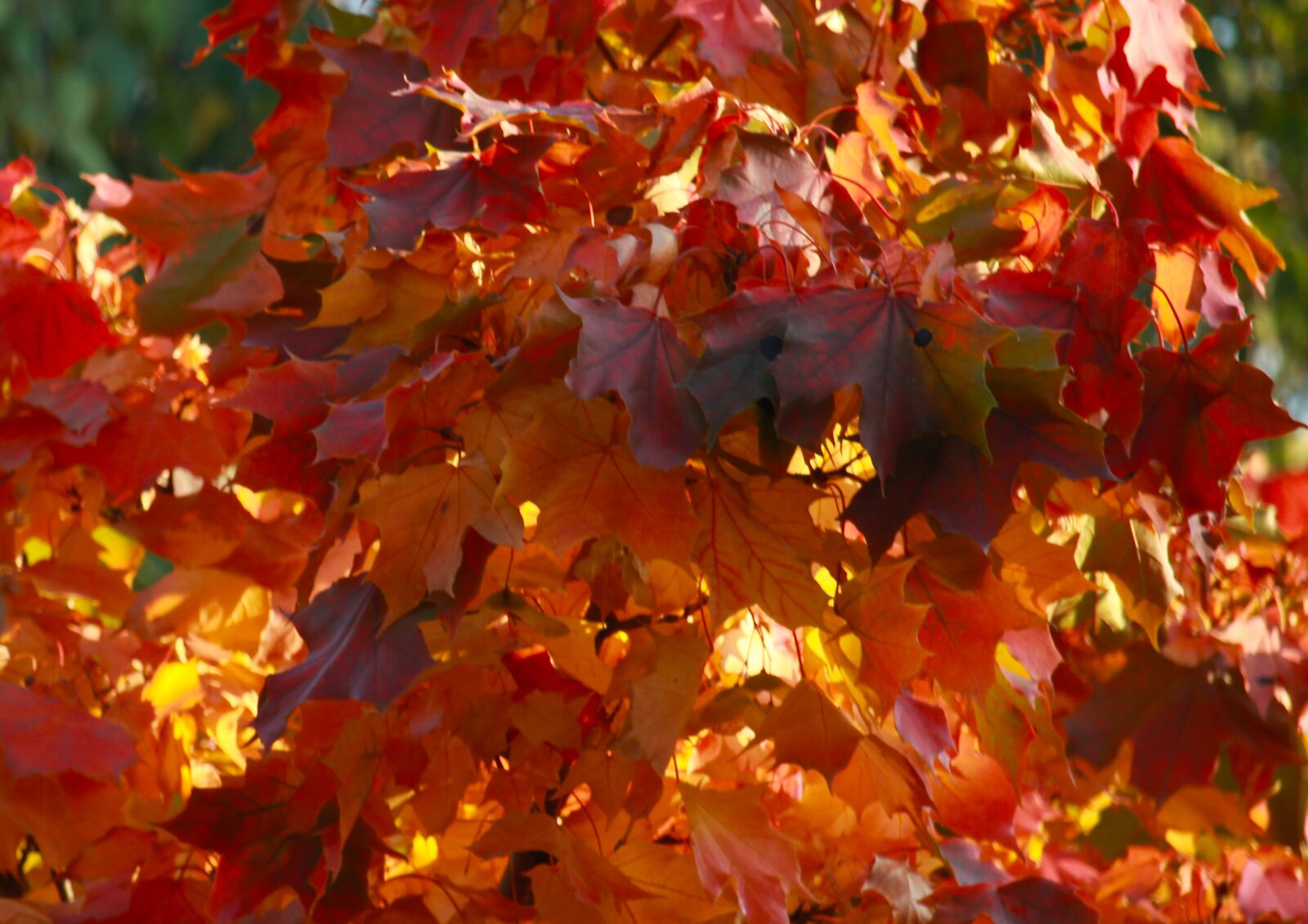 Canon EOS 1200D (EOS Rebel T5 / EOS Kiss X70 / EOS Hi) sample photo. Autumn, sheet, leaves photography