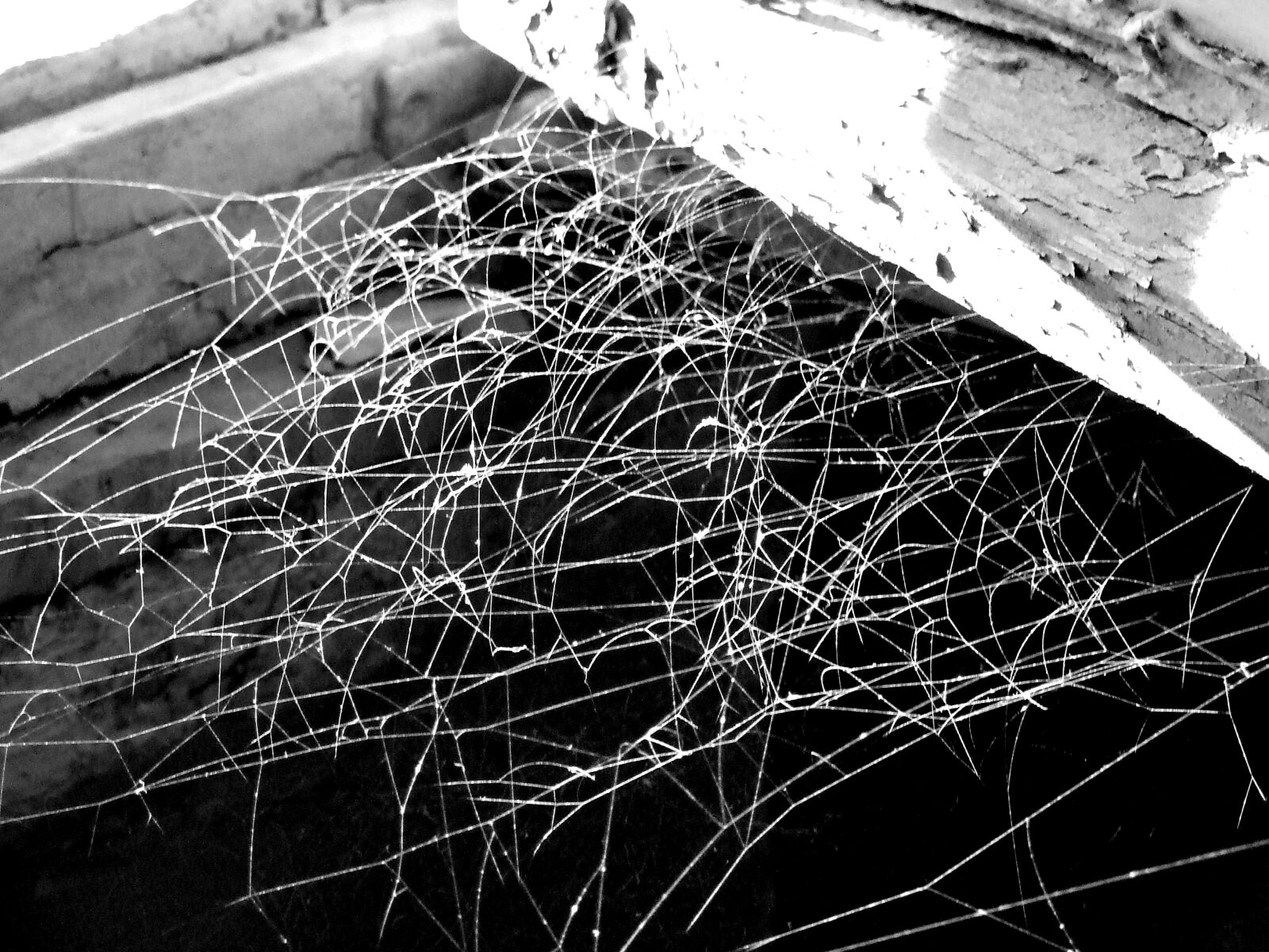 Fujifilm FinePix S6500fd sample photo. Spider, web photography