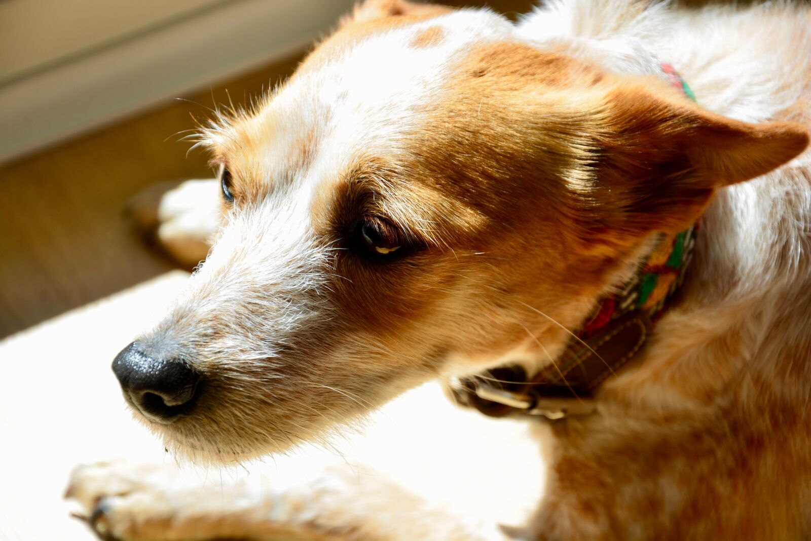 Nikon D5200 sample photo. Dog, bitch, uncertain photography