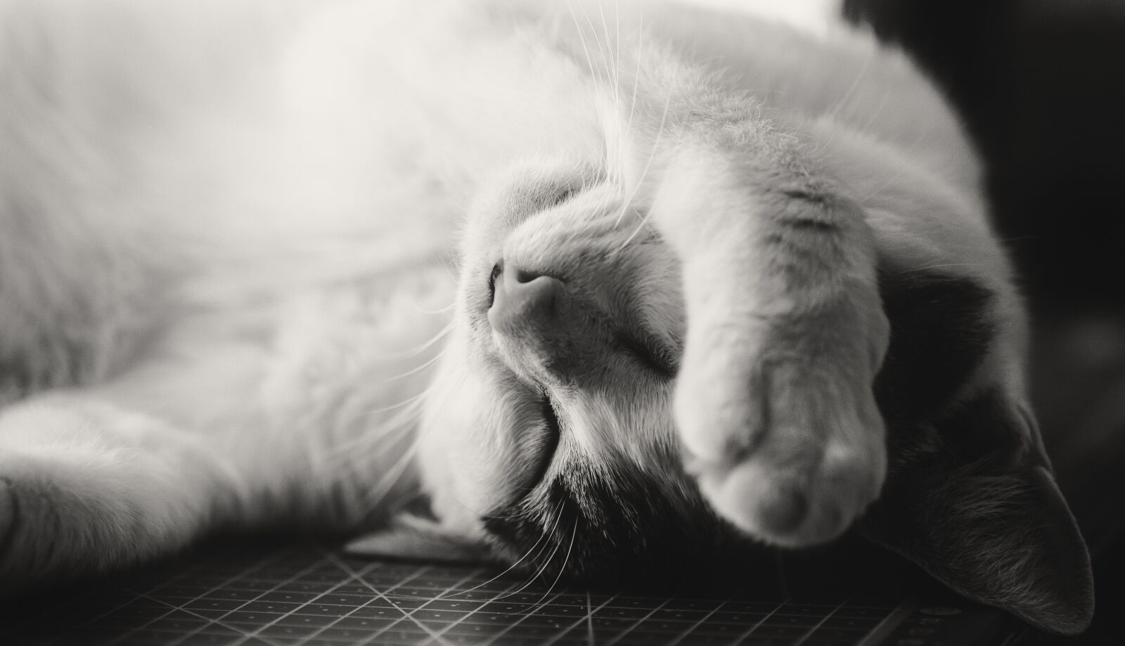 Tamron SP 90mm F2.8 Di VC USD 1:1 Macro sample photo. Cat, sleepy, exhausted photography