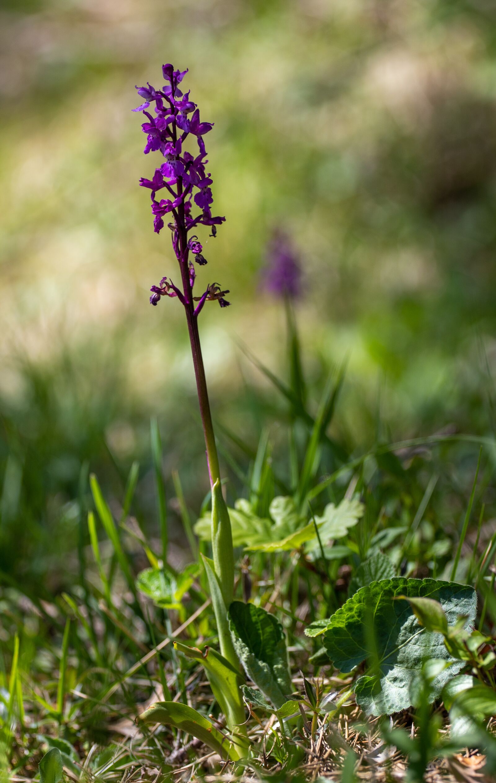 Canon EOS 6D Mark II + Canon EF 70-200mm F4L USM sample photo. Orchis, savoie, protected photography