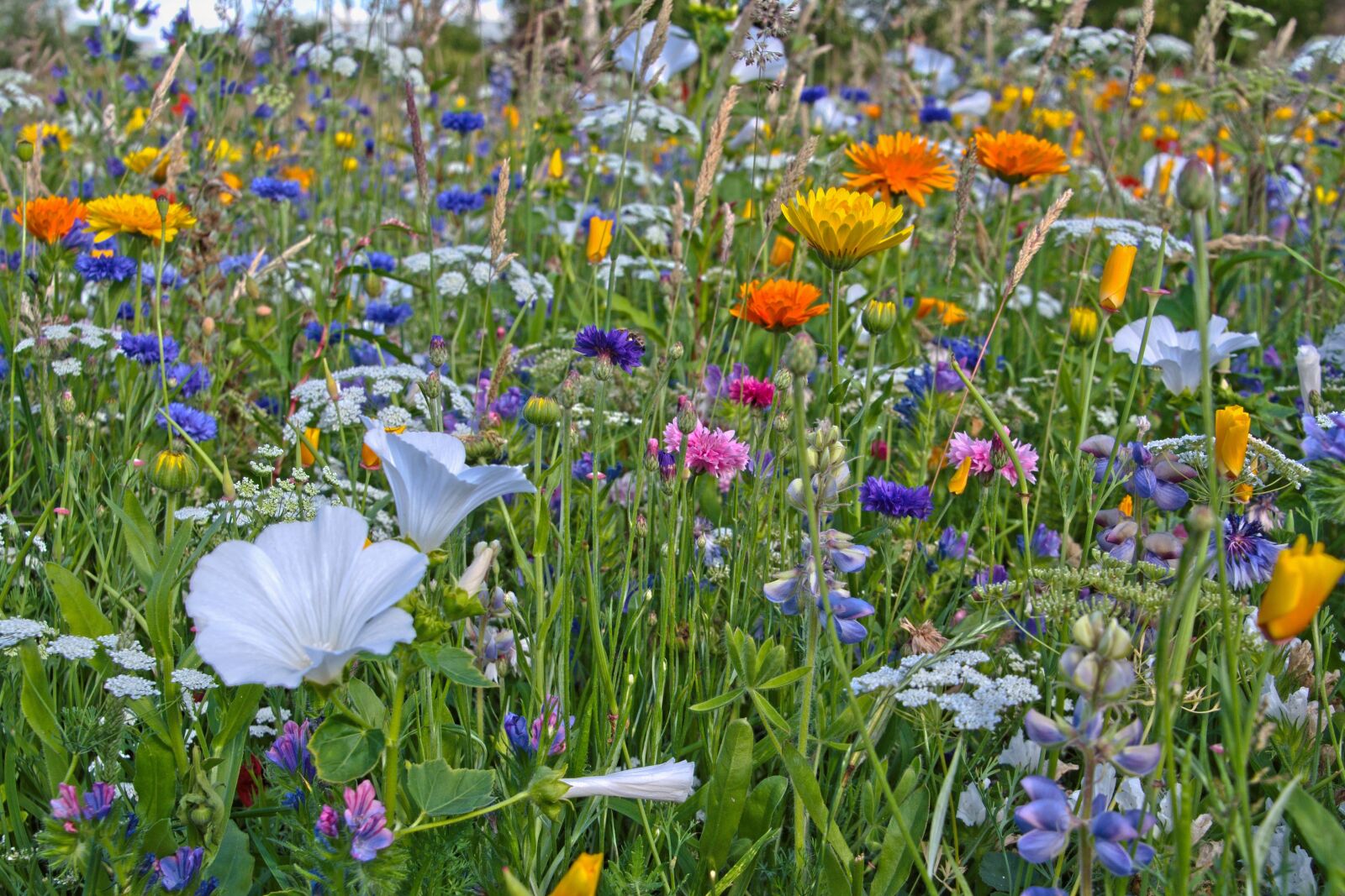 Nikon D5600 sample photo. Flowers, wild flowers, bee photography