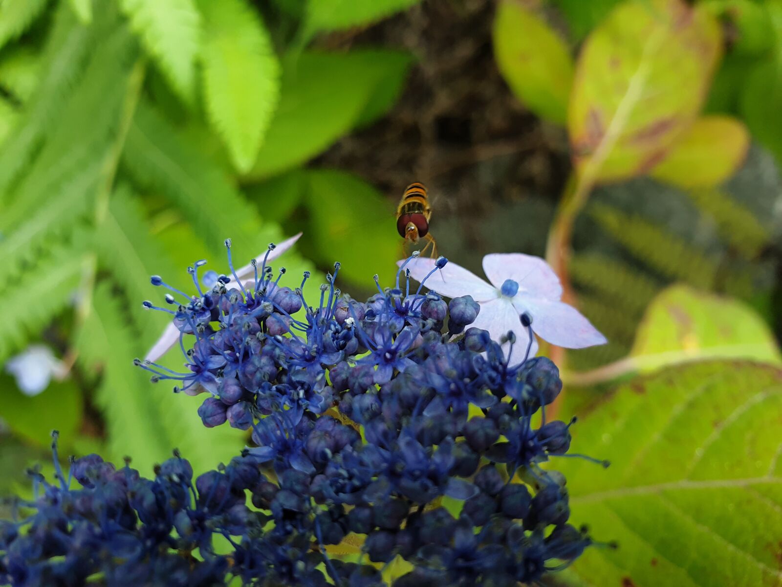 Samsung Galaxy S9+ sample photo. Flowers, blue, nature photography