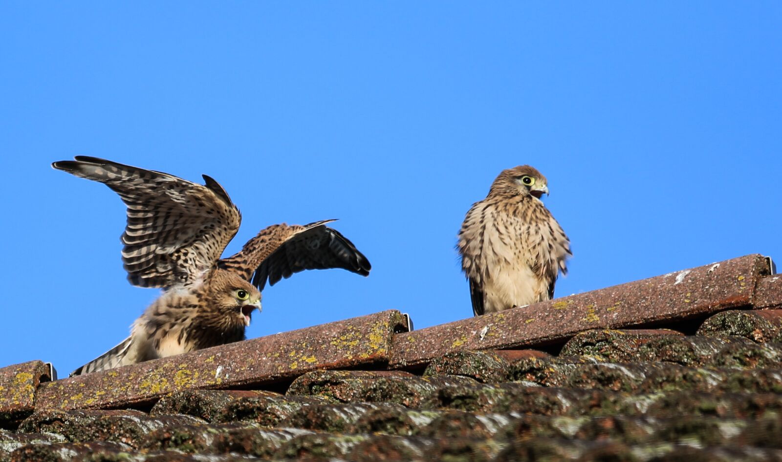 Canon EF 100-400mm F4.5-5.6L IS USM sample photo. Kestrel, bird, bird of photography