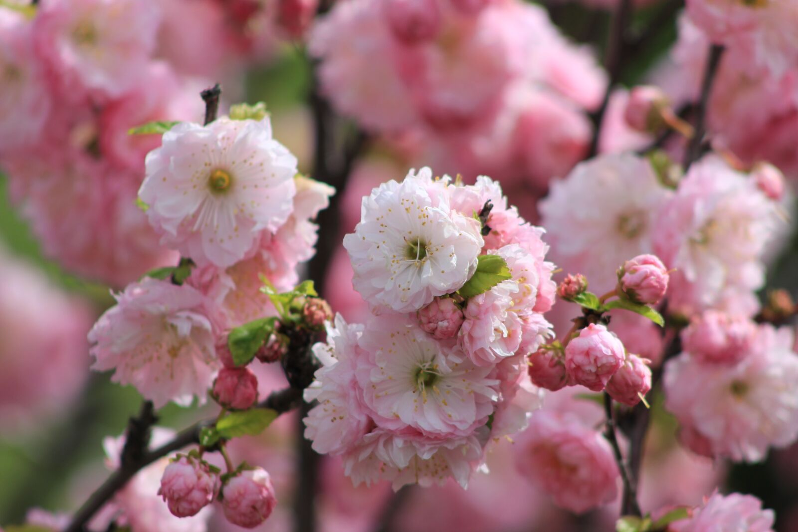 Canon EOS 550D (EOS Rebel T2i / EOS Kiss X4) sample photo. Flower, tree, blossom photography