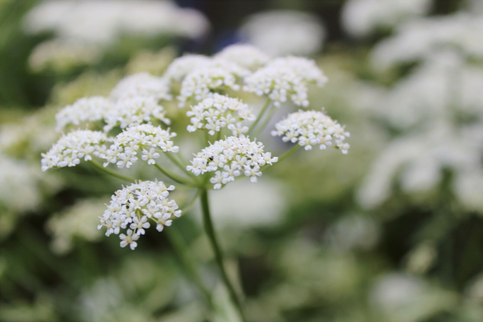 Canon EOS 1300D (EOS Rebel T6 / EOS Kiss X80) sample photo. White flower, weed, macro photography