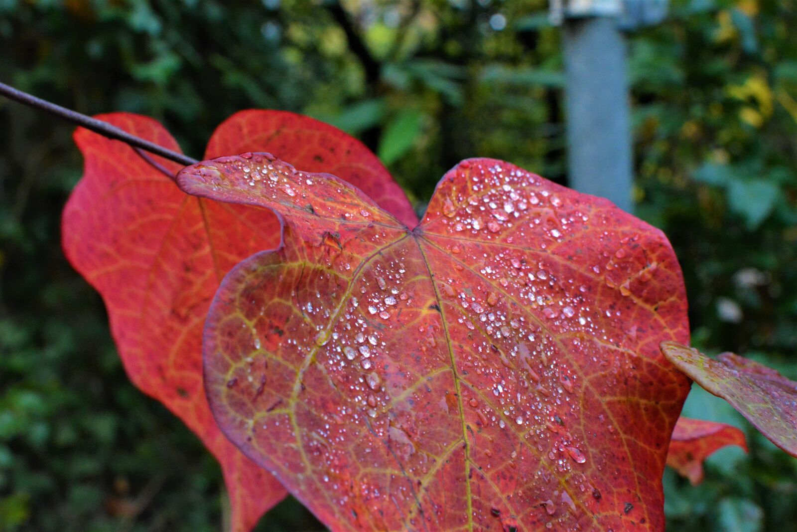 Nikon D5200 sample photo. Red, leaves, autumn photography
