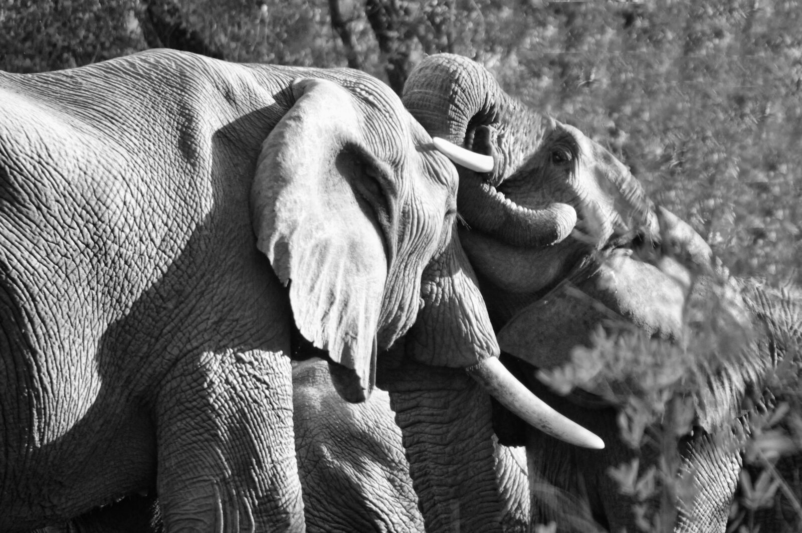 Nikon D300 sample photo. Elephant, mammal, south africa photography