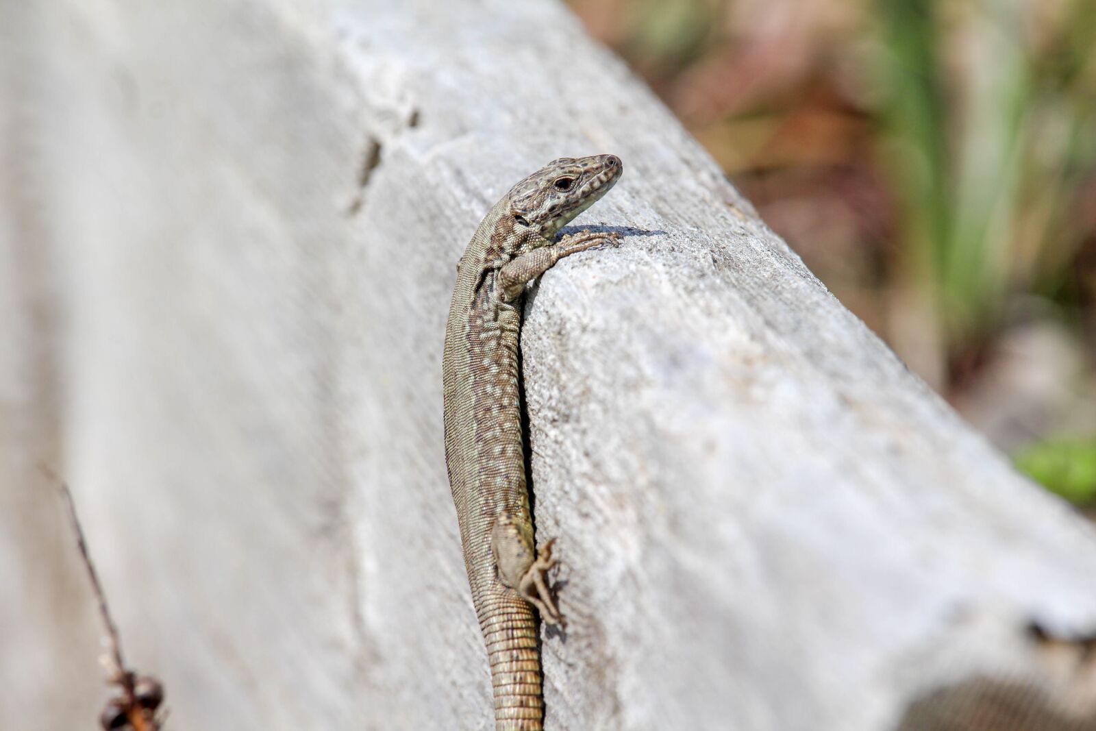 Canon EOS 700D (EOS Rebel T5i / EOS Kiss X7i) sample photo. Nature, animal, wildlife photography