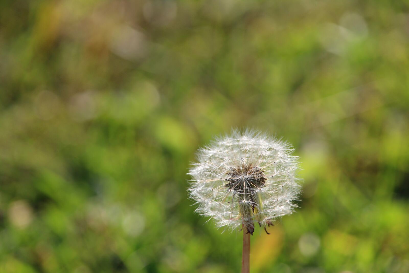 Canon EF-S 55-250mm F4-5.6 IS STM sample photo. Weed, flower, dandelion photography
