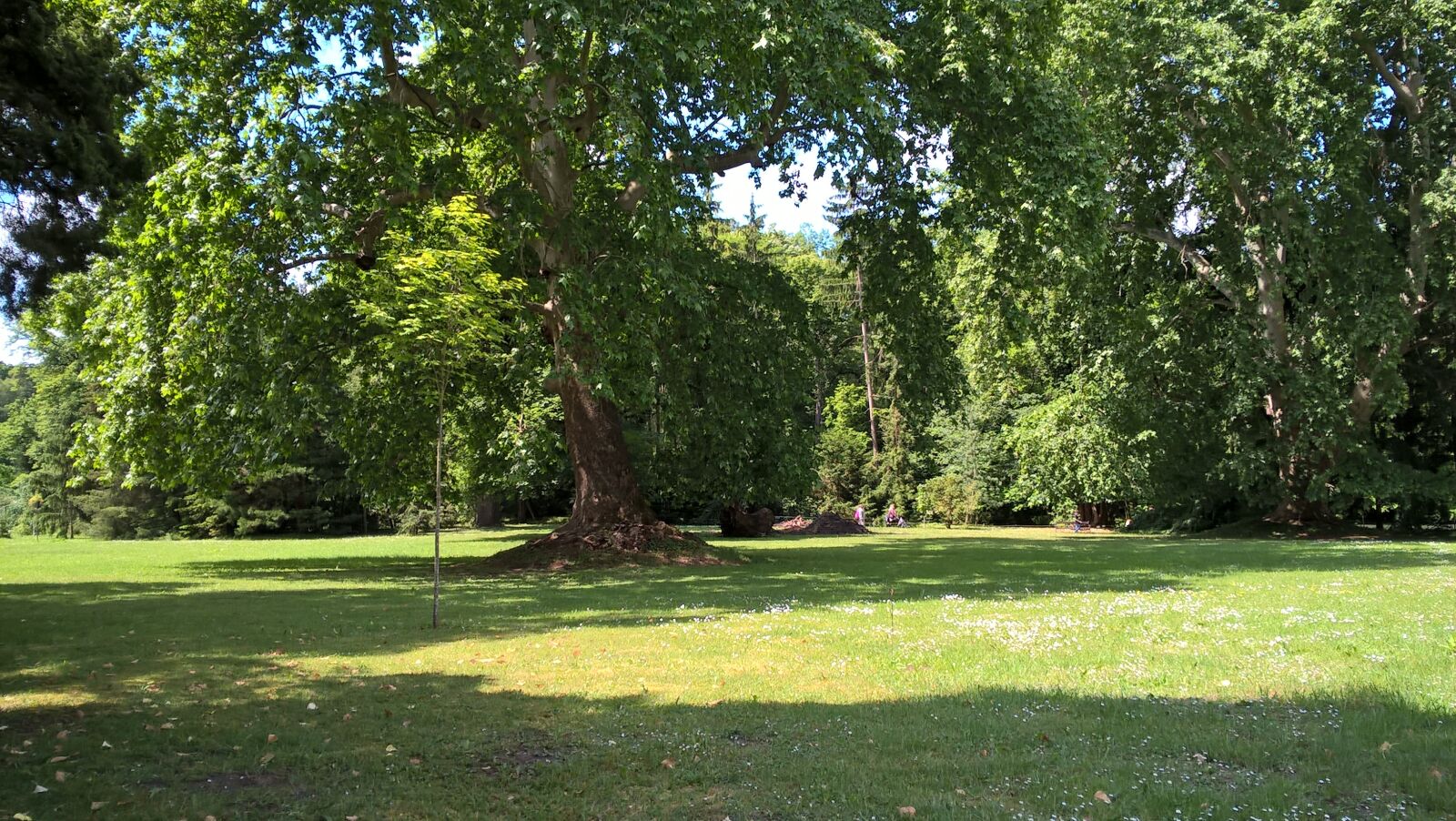 Microsoft Lumia 640 LTE sample photo. Arboretum, meadow, park photography