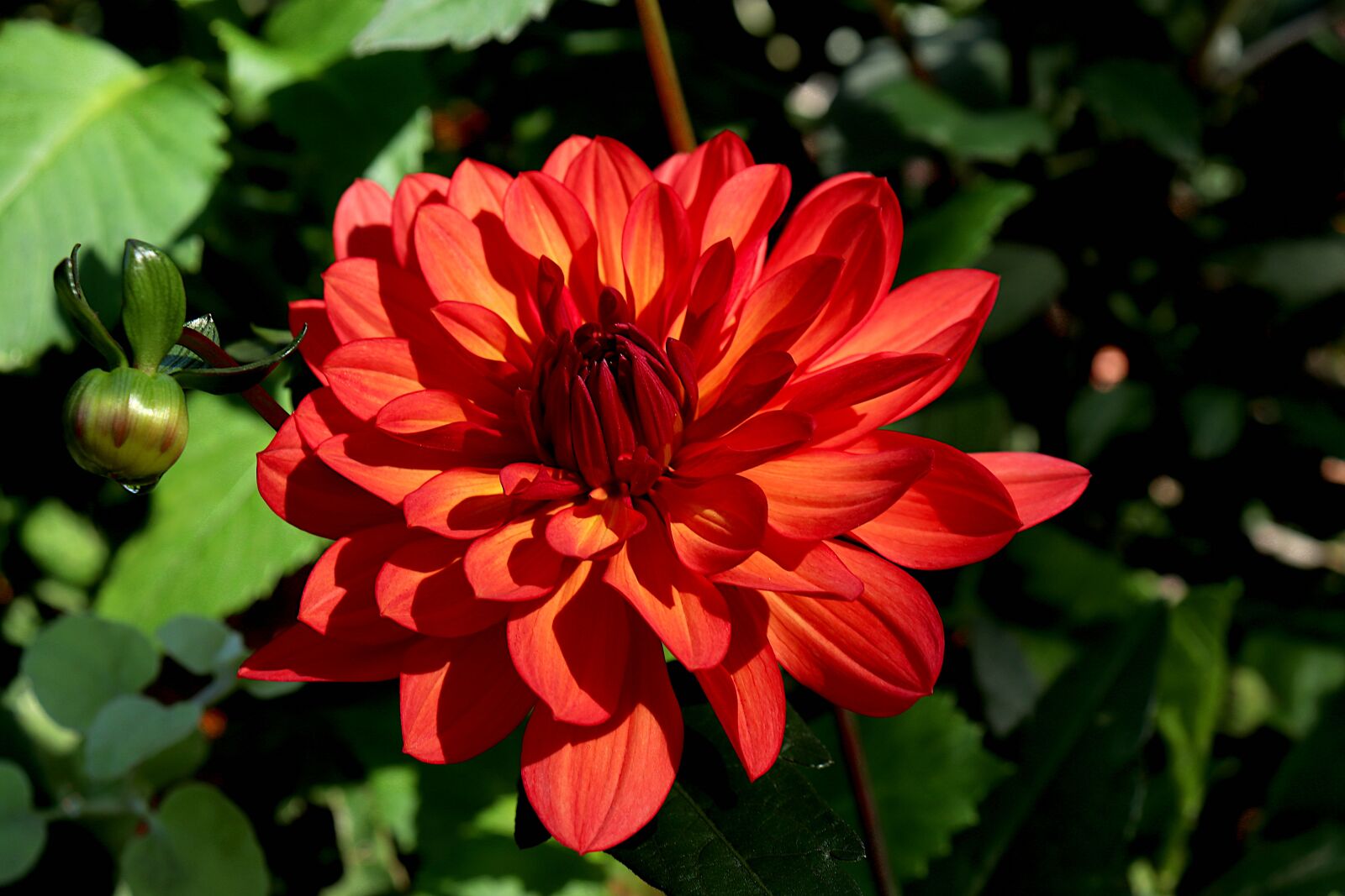 Canon EOS 800D (EOS Rebel T7i / EOS Kiss X9i) + Canon EF-S 18-55mm F4-5.6 IS STM sample photo. Dahlia, flowers, plants photography