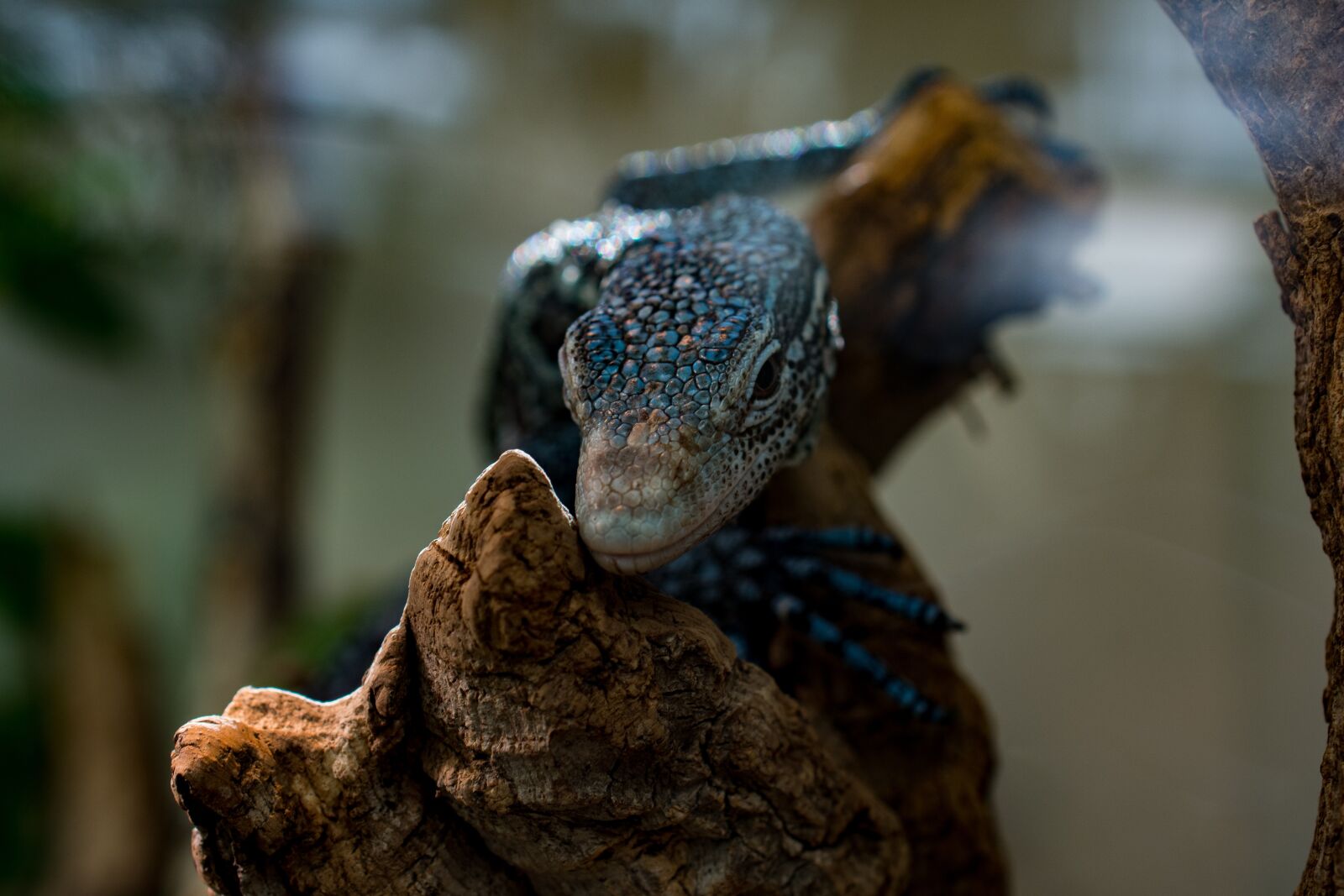 Nikon D7100 sample photo. Lizard, zoo, reptile photography