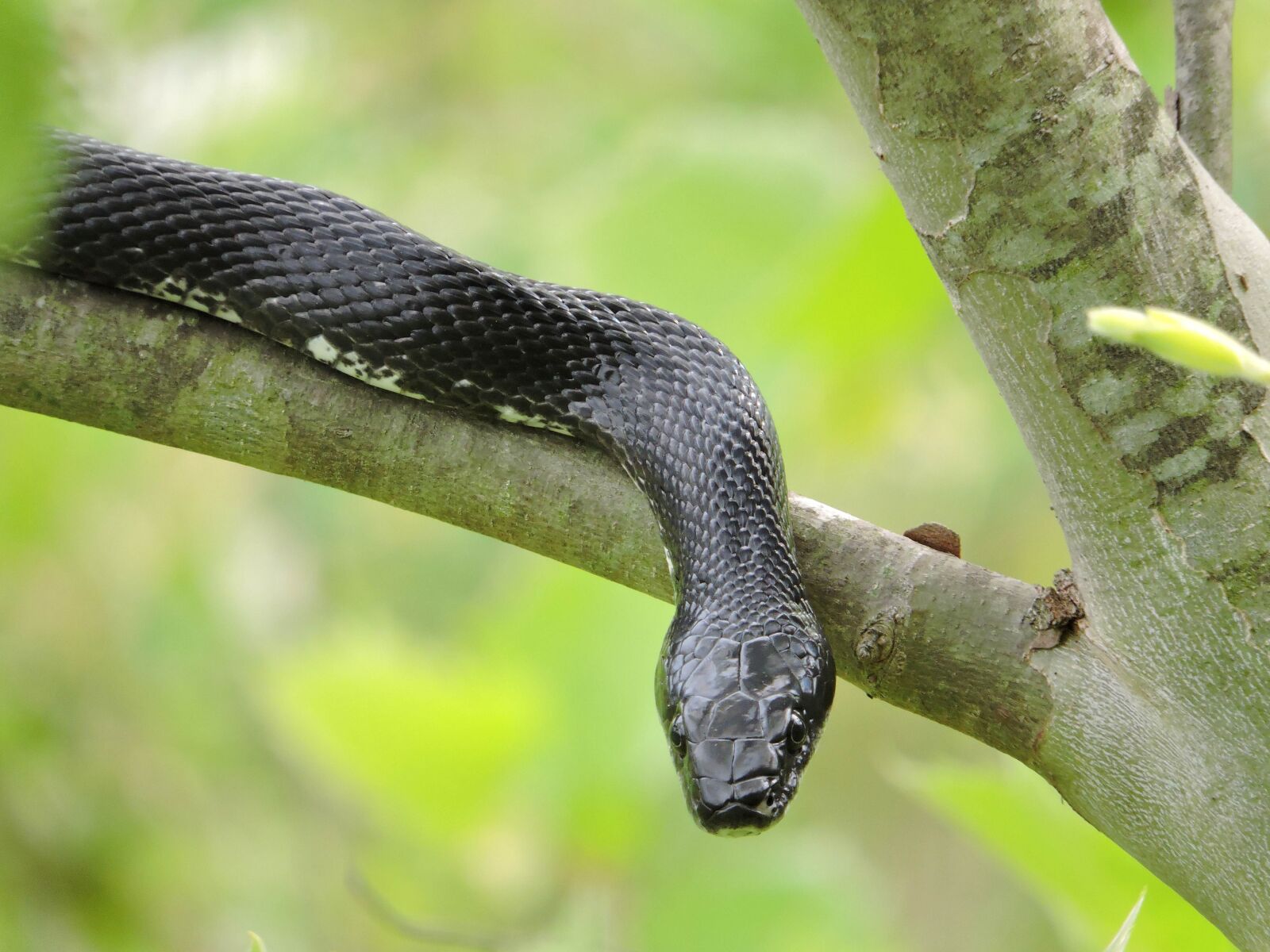 Nikon Coolpix P600 sample photo. Black, rat, snake photography