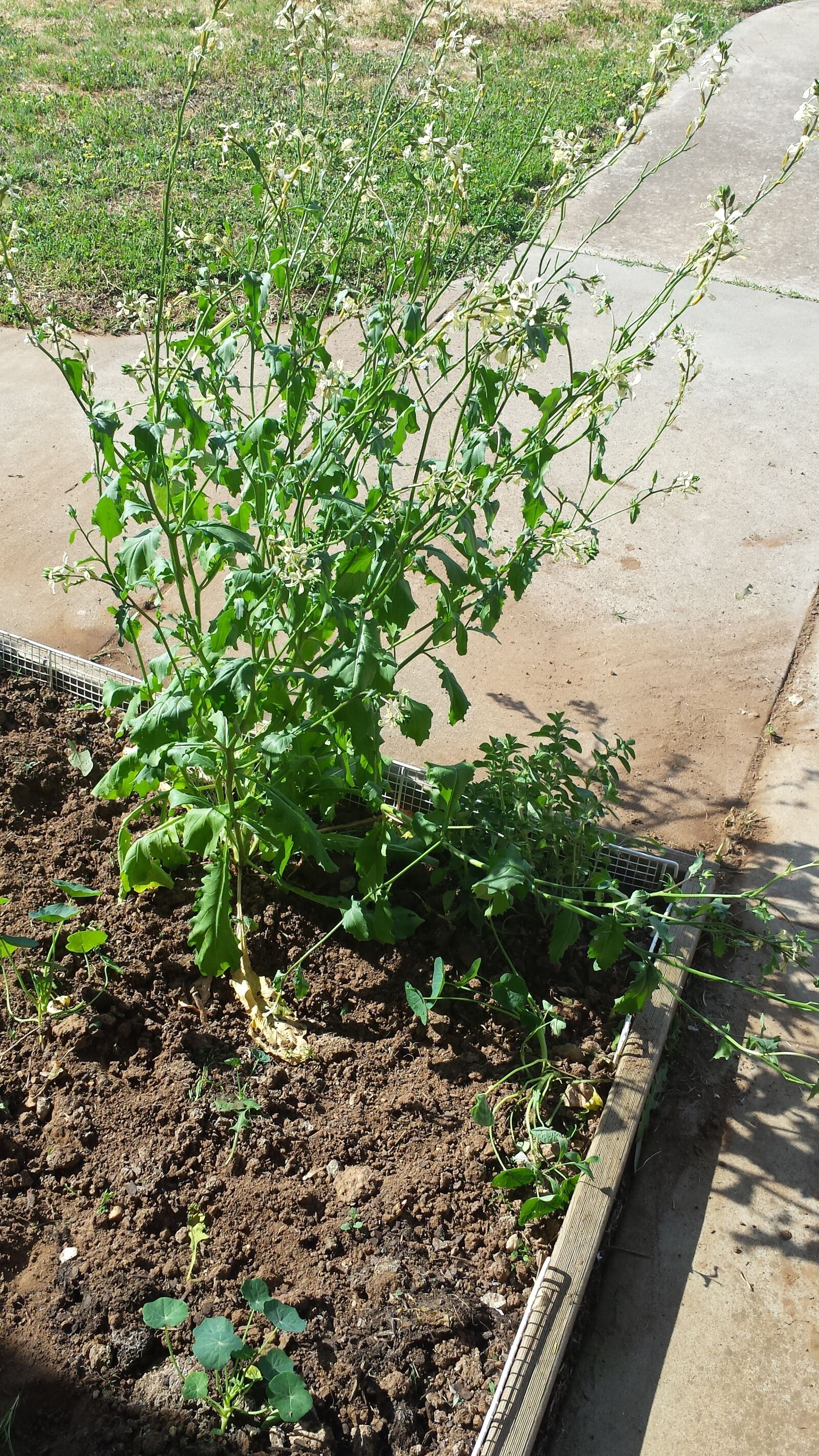 Samsung Galaxy S4 sample photo. Ingewood, oregano, plants, rocket photography